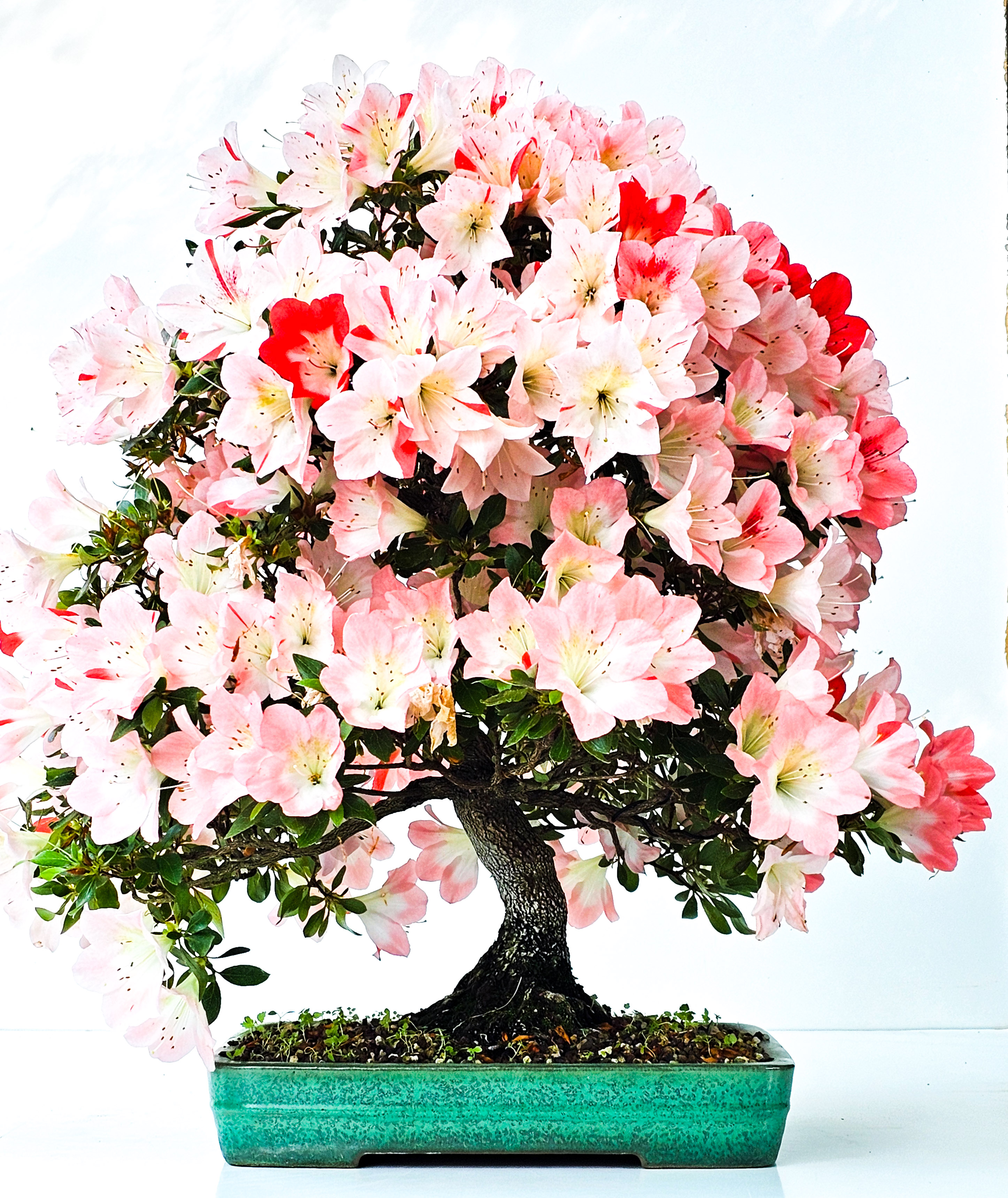 Bonsai Azalee Rhododendron indicum -Shin Koyo- 58cm Bonsai Azalee Rhododendron indicum -Shin Koyo- 58cm