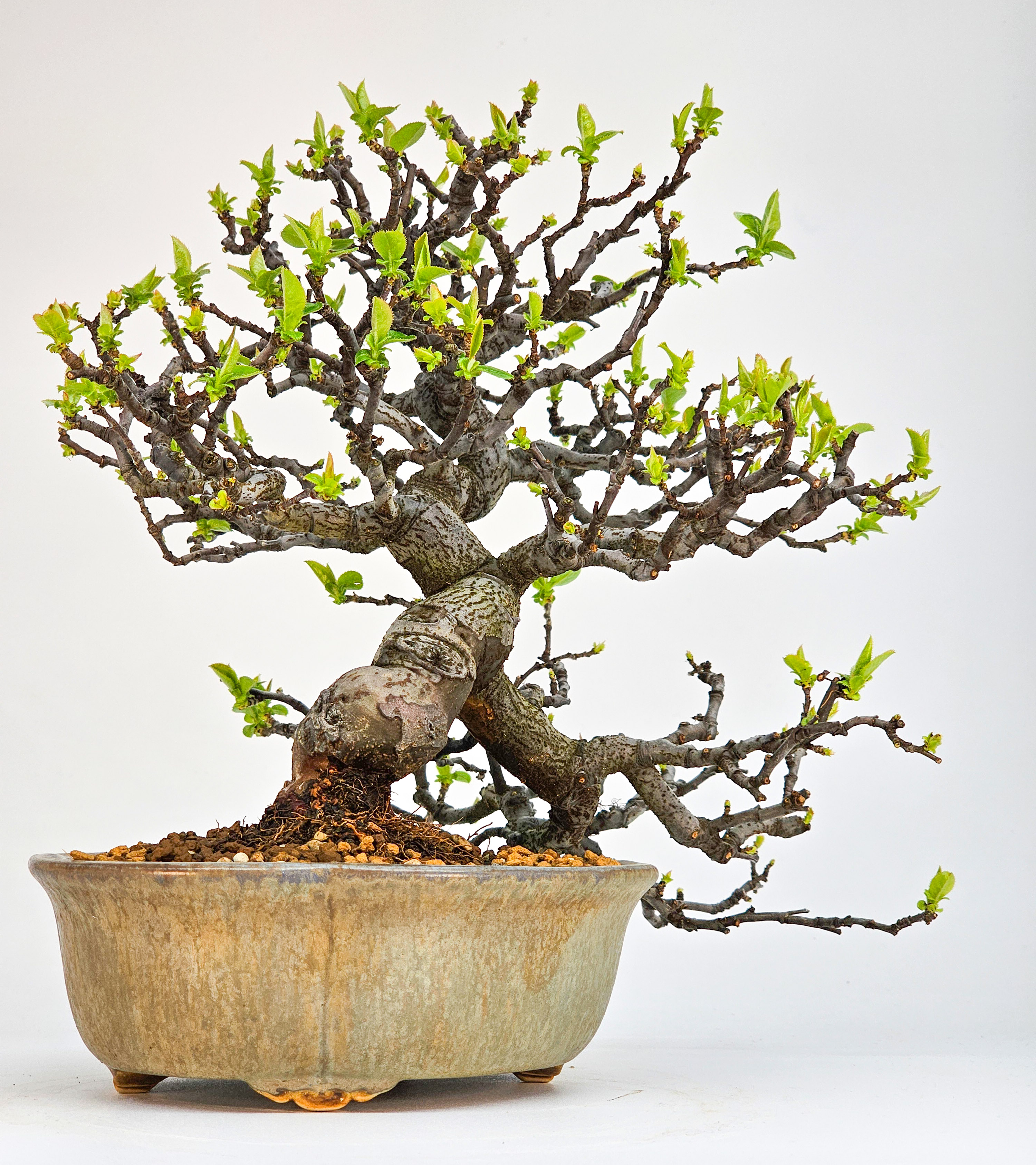 Bonsai Quitte - Pseudocydonia sinensis Shohin 21cm