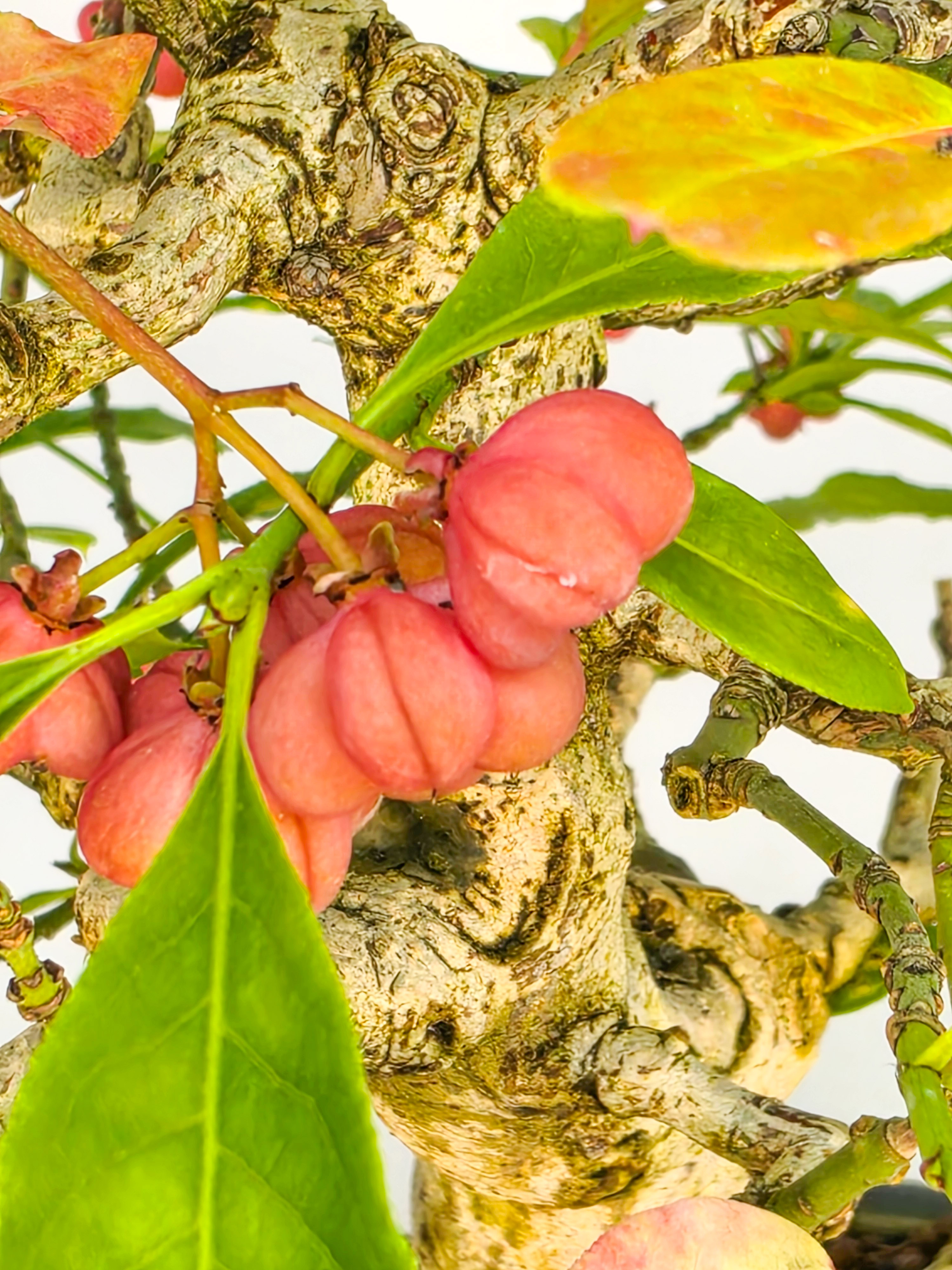 Bonsai Pfaffenhütchen - Euonymus europaeus 25cm