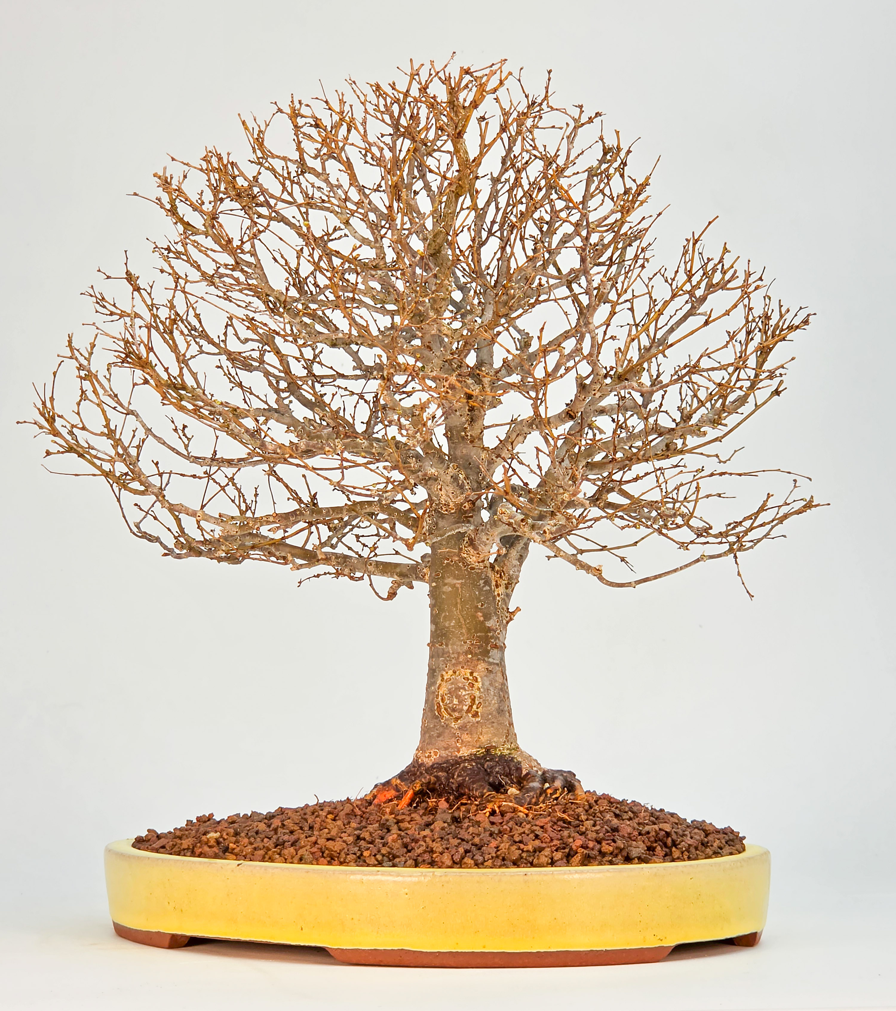 Bonsai Premium Zelkova serrata Shohin 25cm Video!!