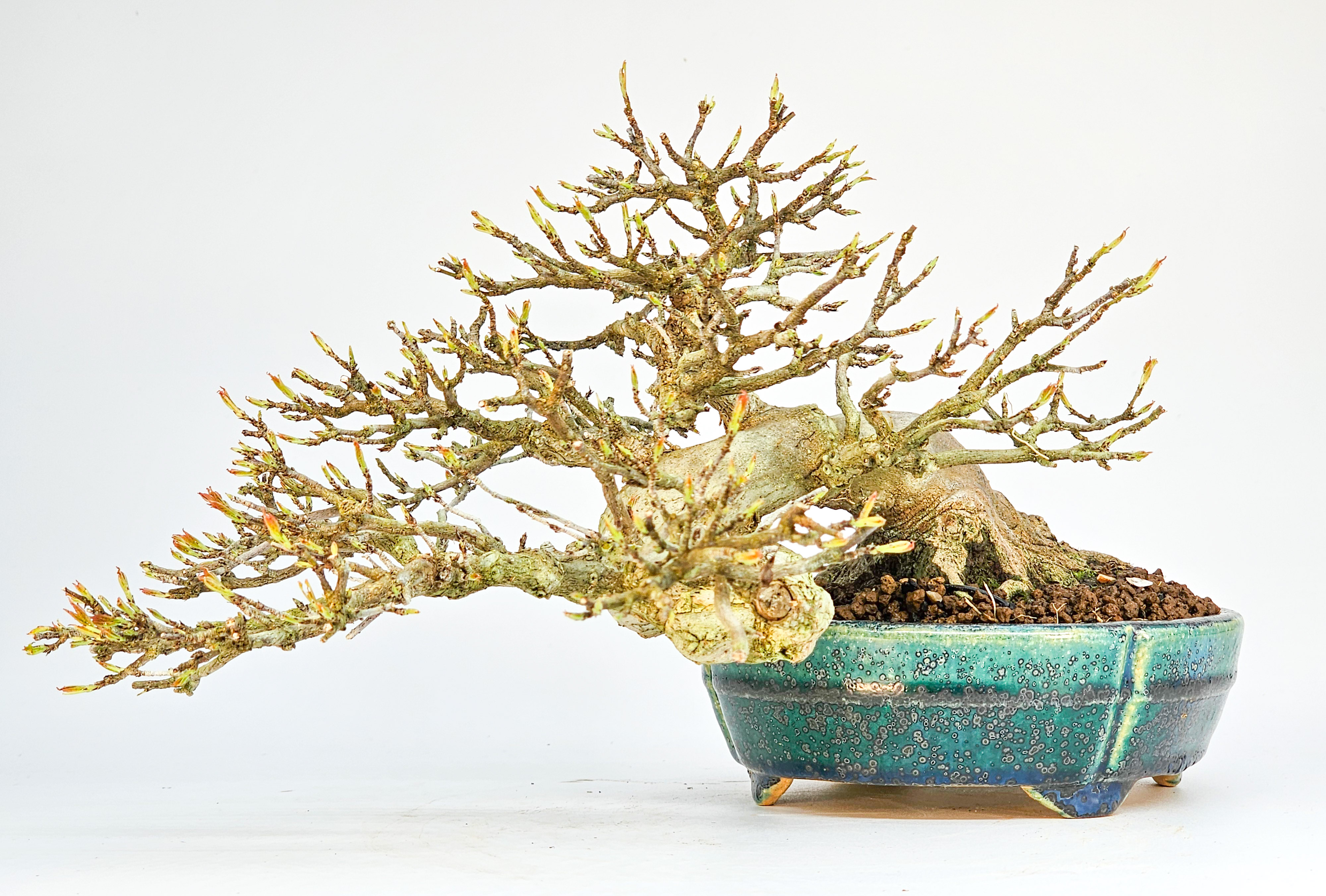 Bonsai Dreispitzahorn - Acer buergerianum 14cm Video!!