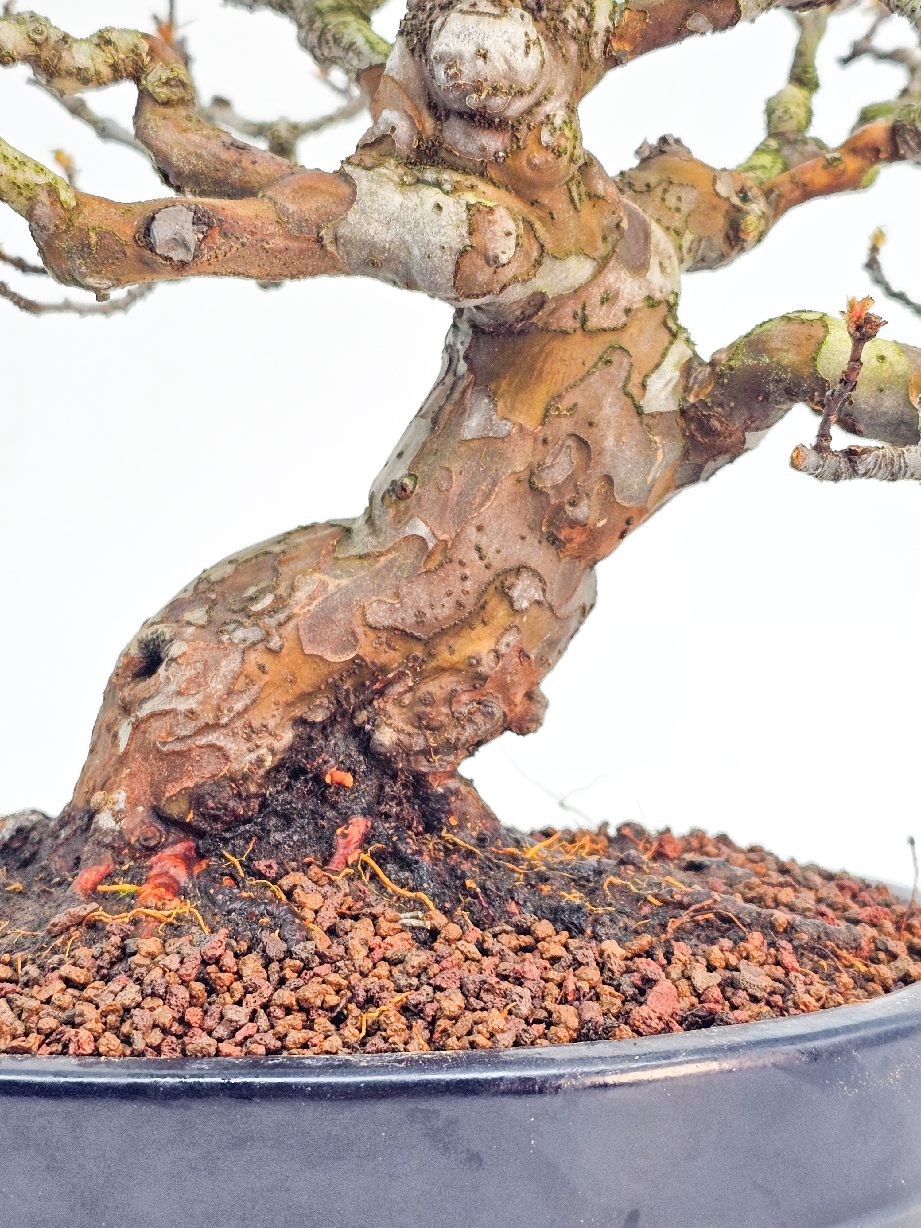 Bonsai Premium Quitte - Pseudocydonia sinensis Shohin 22cm 
