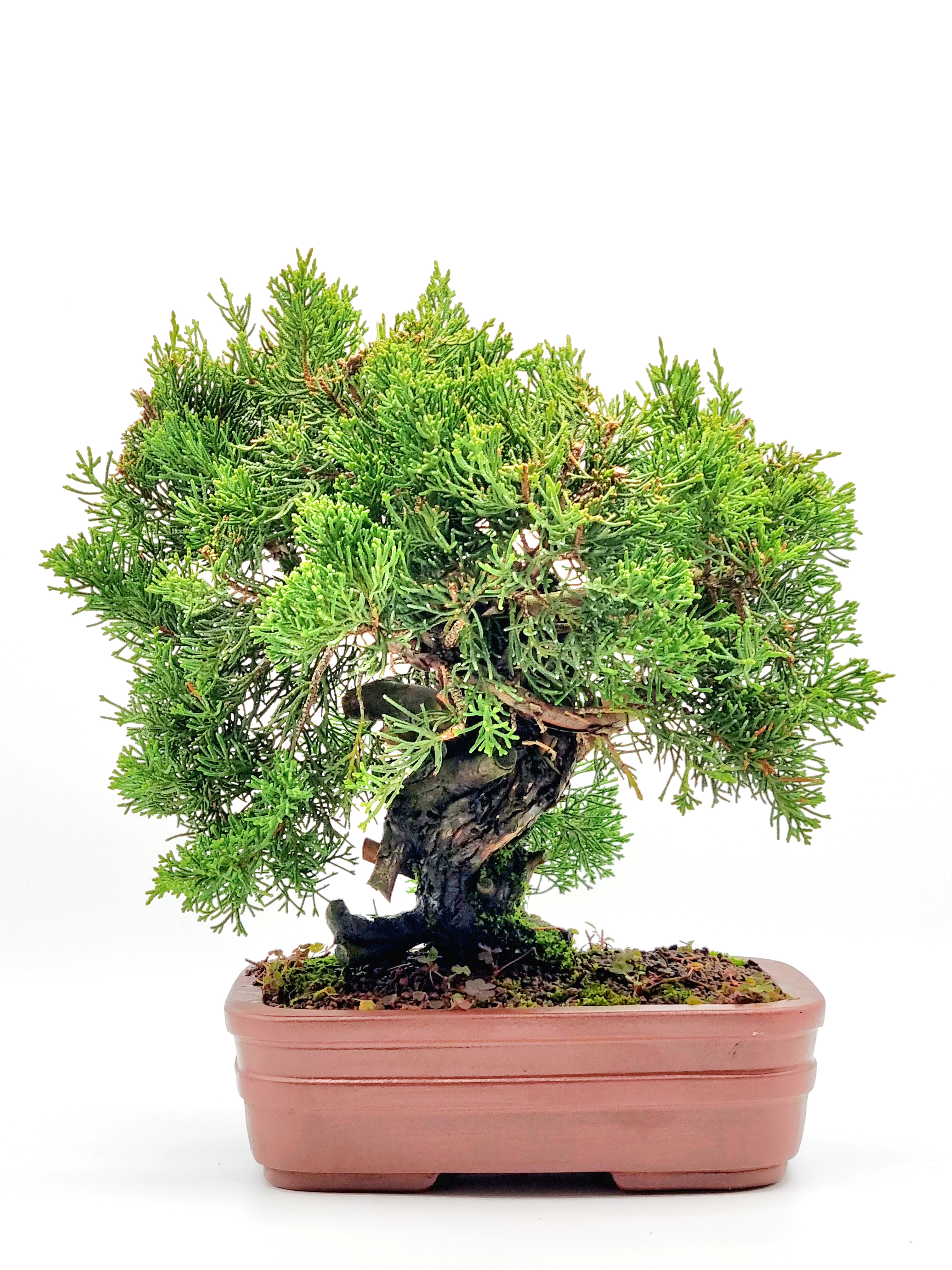Bonsai Wacholder Juniperus Itoigawa 25cm