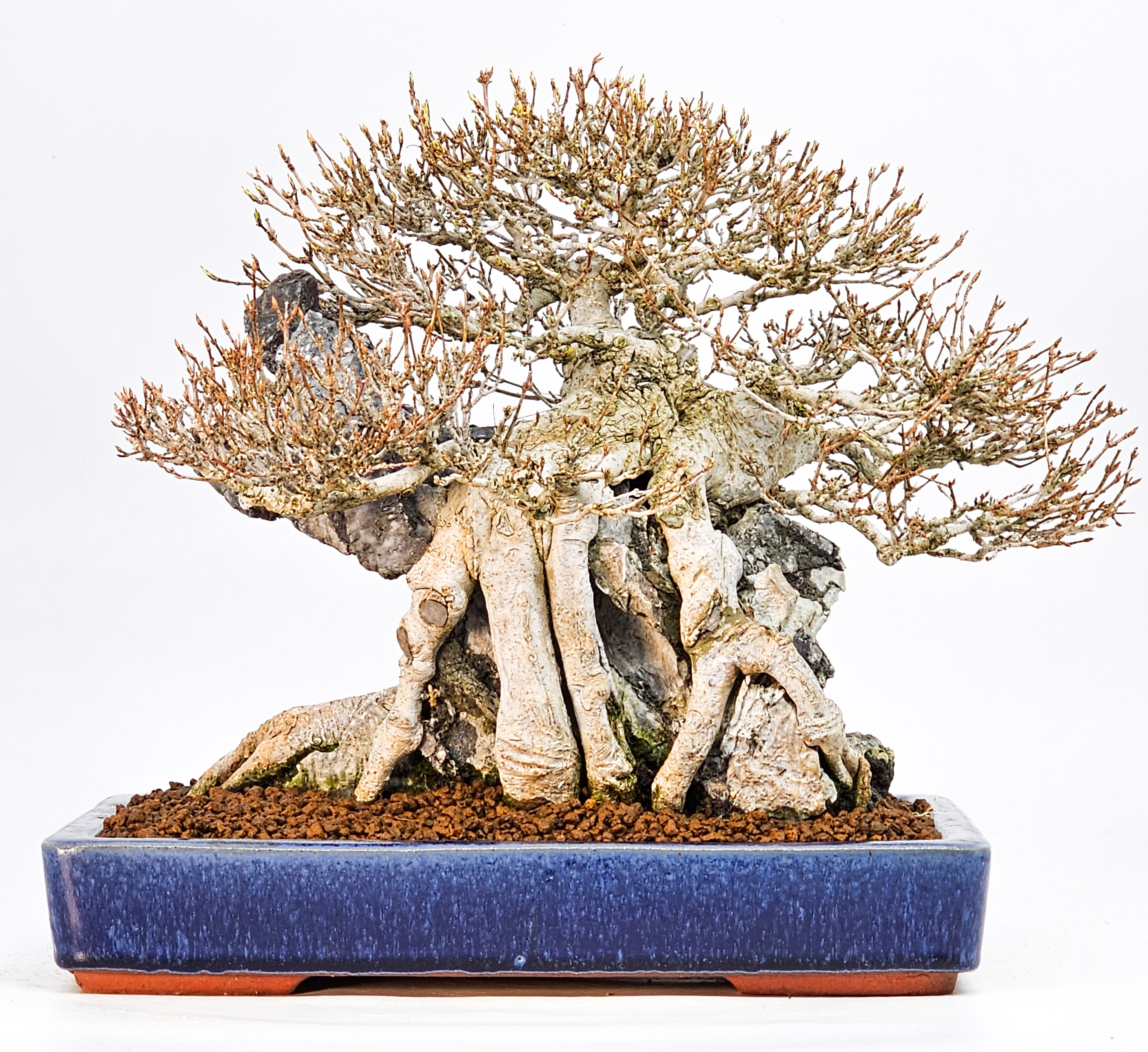 Bonsai Dreispitzahorn - Acer buergerianum Ishizuki 25cm Video!! Bonsai Dreispitzahorn - Acer buergerianum Ishizuki 25cm Video!!