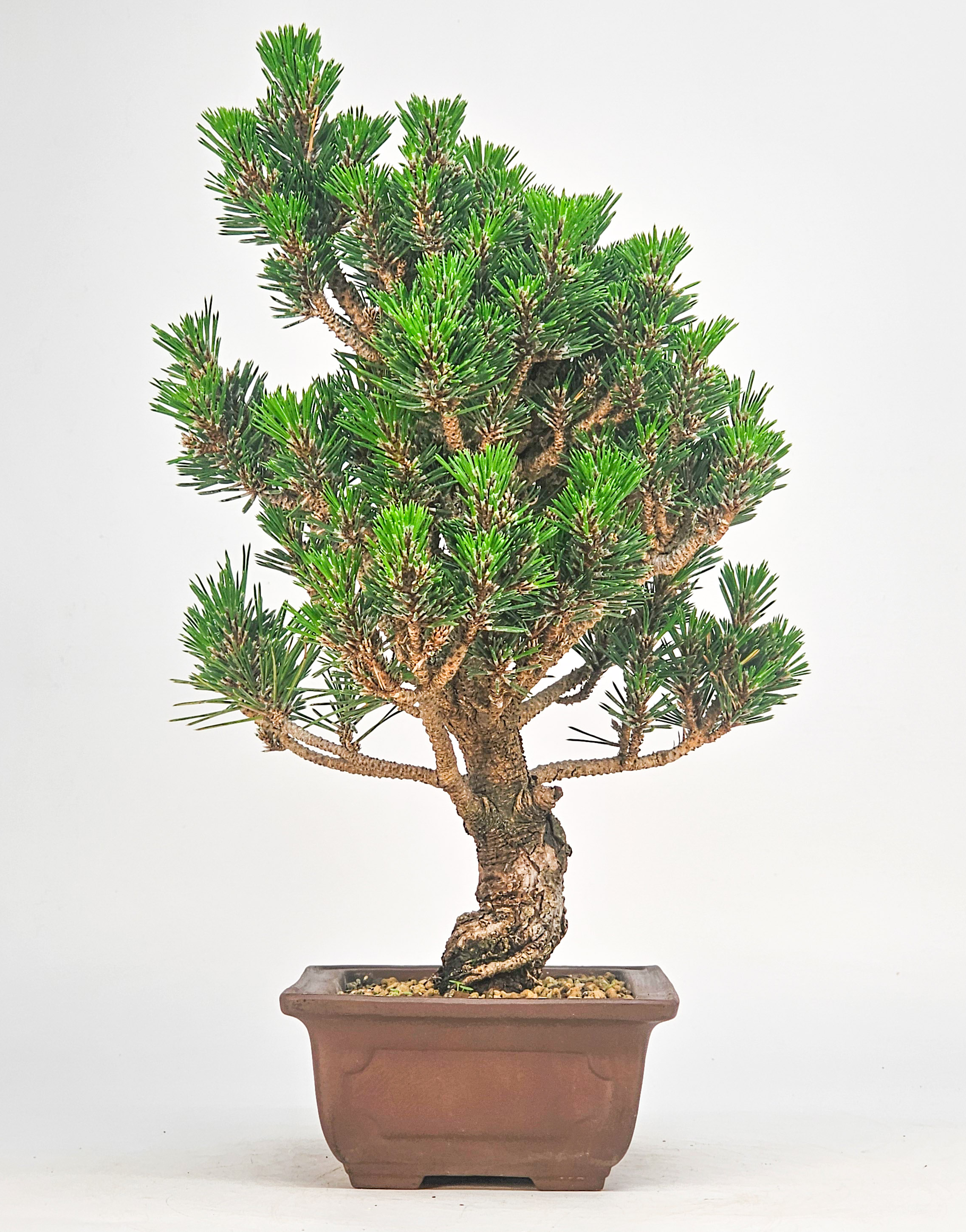 Bonsai Schwarzkiefer - Pinus thunbergii 28cm