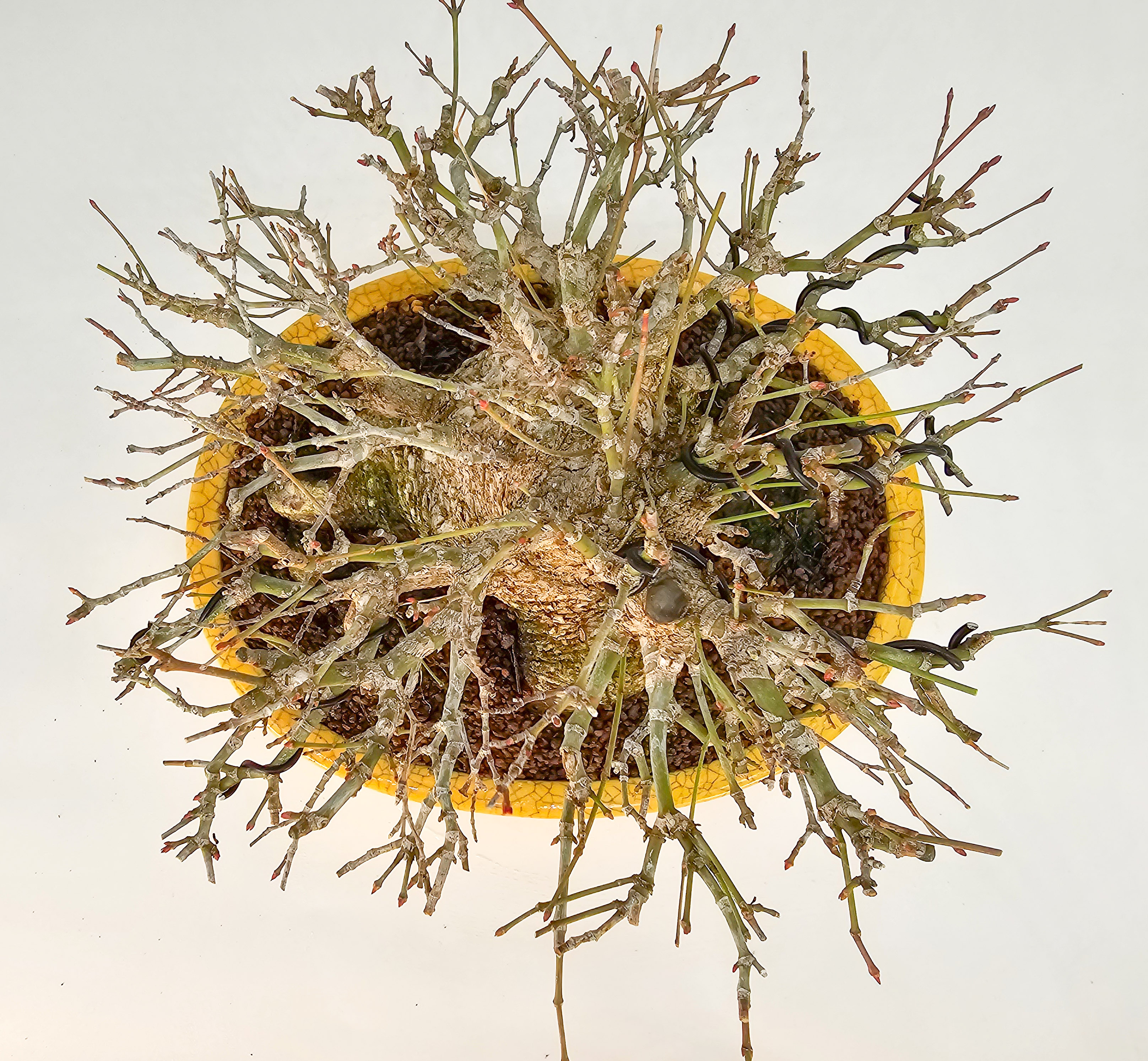 Bonsai Premium Fächerahorn - Acer palmatum Shohin 21cm 