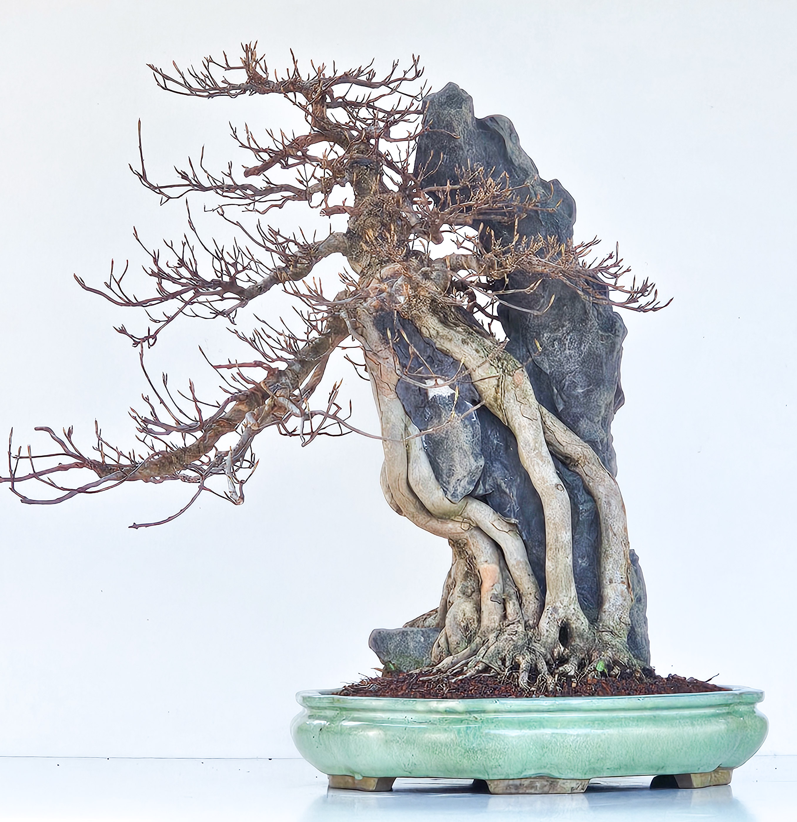 Bonsai Dreispitzahorn - Acer buergerianum Ishizuki 56cm - Video!! Bonsai Dreispitzahorn - Acer buergerianum Ishizuki 56cm - Video!!