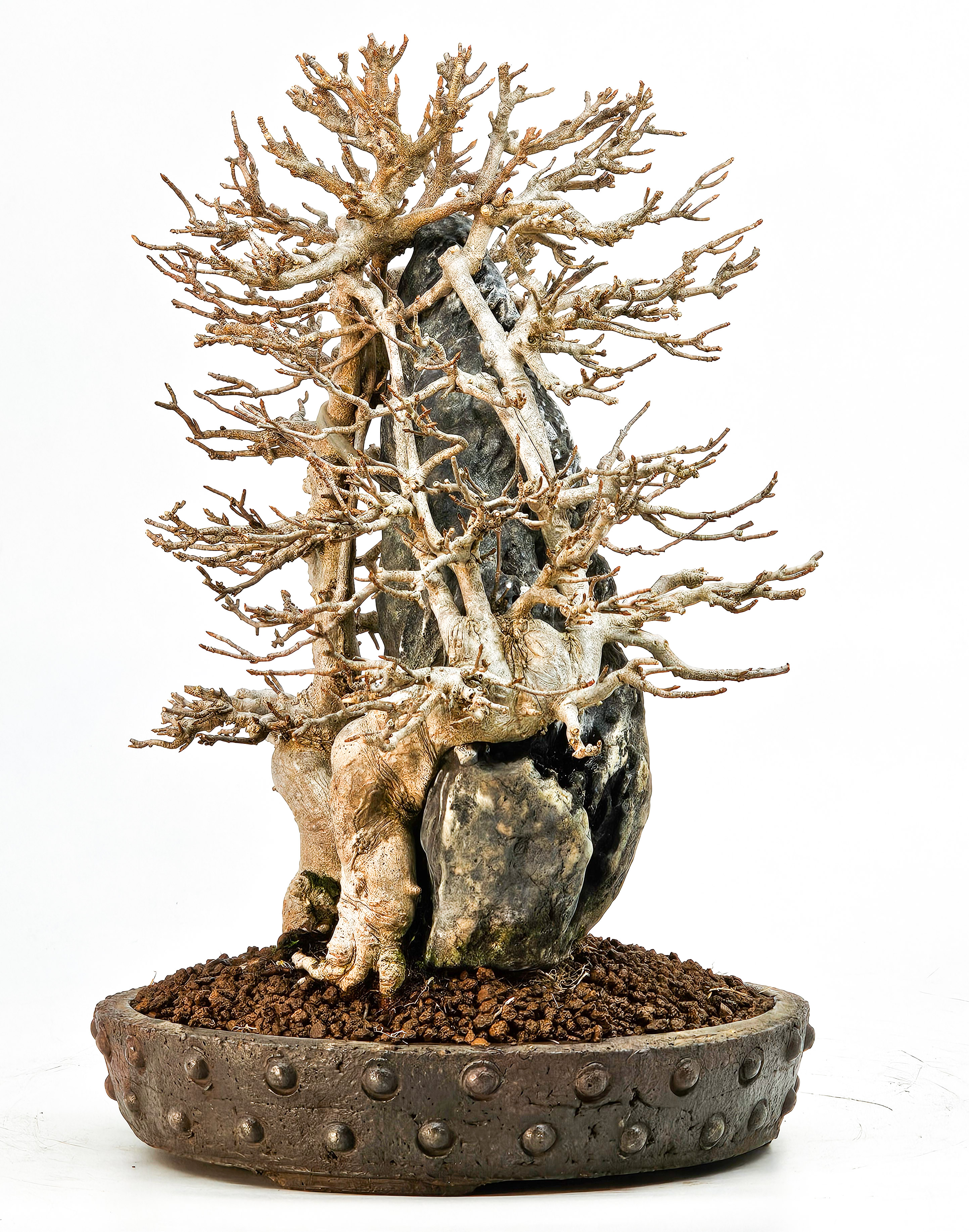 Bonsai Dreispitzahorn - Acer buergerianum Ishizuki 26,5cm - Video!! Bonsai Dreispitzahorn - Acer buergerianum Ishizuki 26,5cm - Video!!