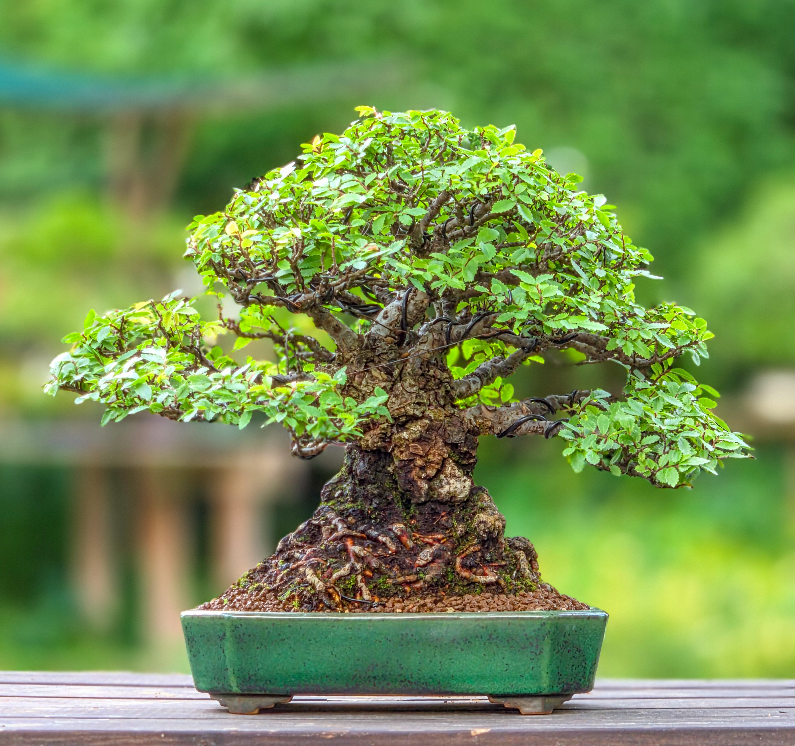 Bonsai Premium Japanische Ulme - Ulmus parvifolia 23cm Video!!