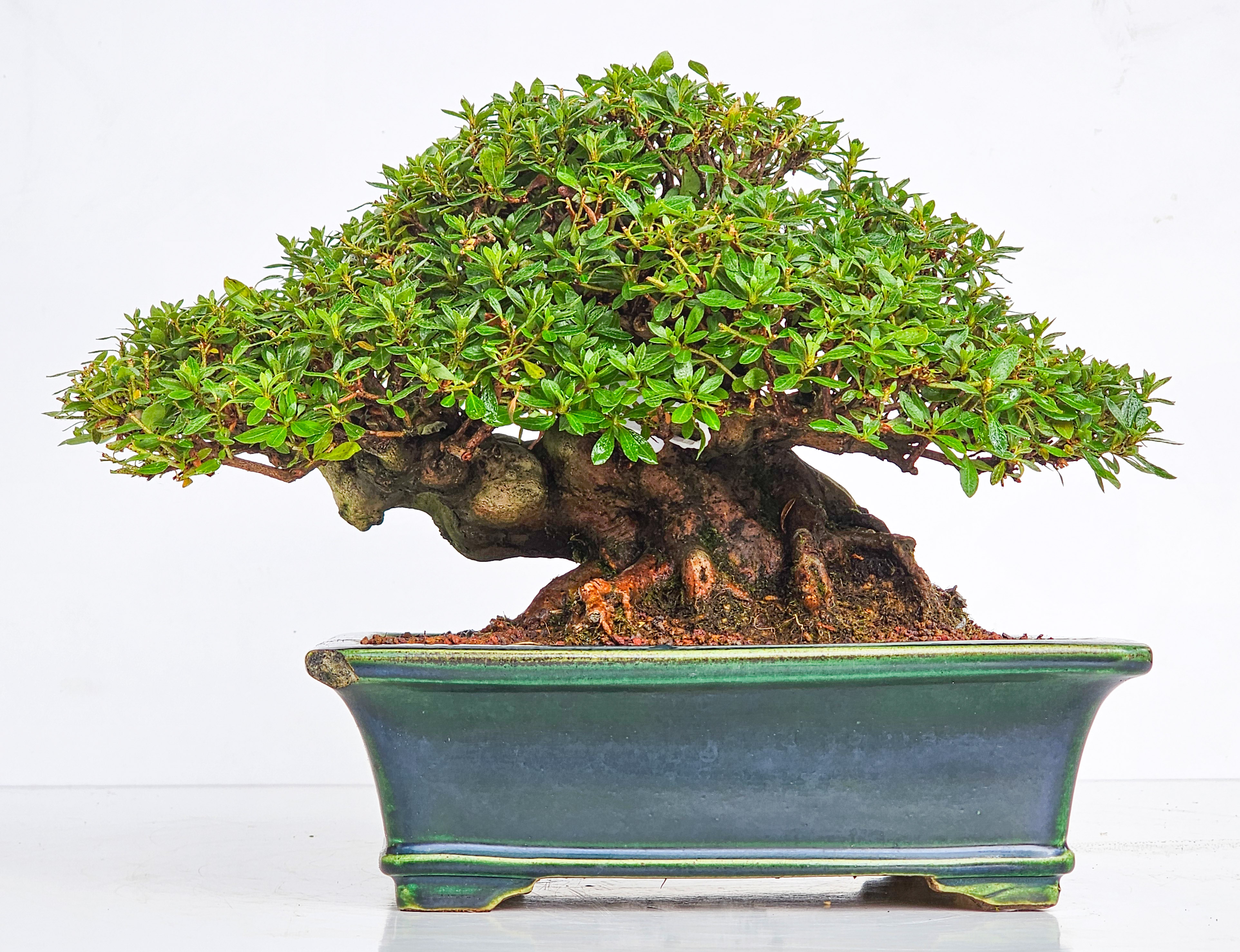 Bonsai Premium Azalee - Rhododendron indicum - Beni Gumo Shohin 20cm