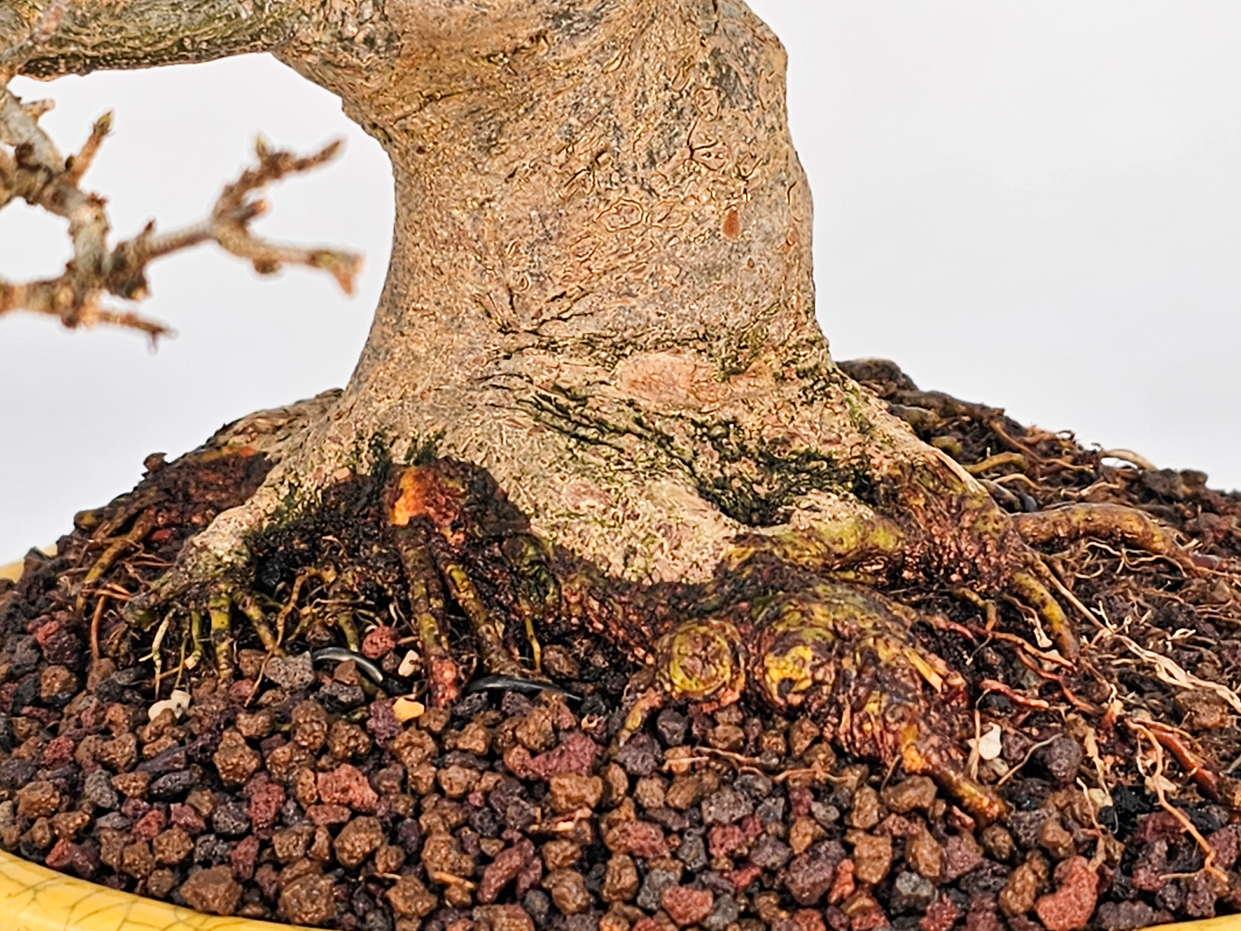 Bonsai Premium Dreispitzahorn - Acer buergerianum Shohin 20cm Video!!