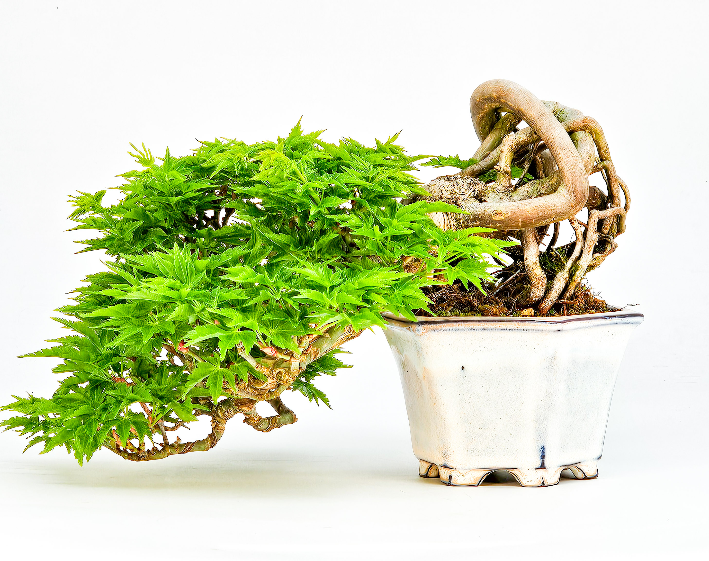 Bonsai Löwenkopfahorn- Acer palmatum Shishigashira Shohin 16cm Video!! Bonsai Löwenkopfahorn- Acer palmatum Shishigashira Shohin 16cm Video!!