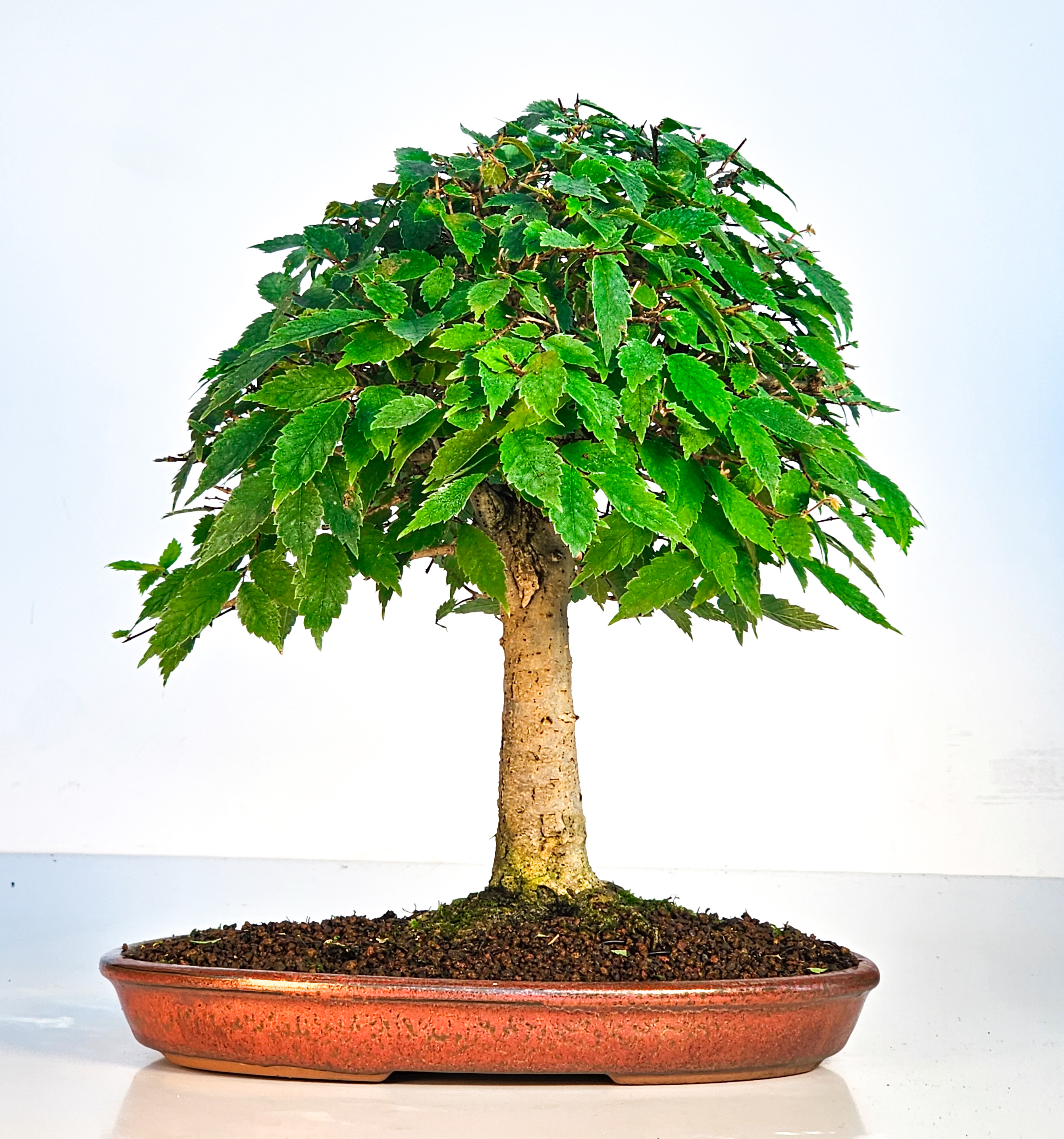 Bonsai Zelkova serrata 26cm - Video! Bonsai Zelkova serrata 26cm - Video!