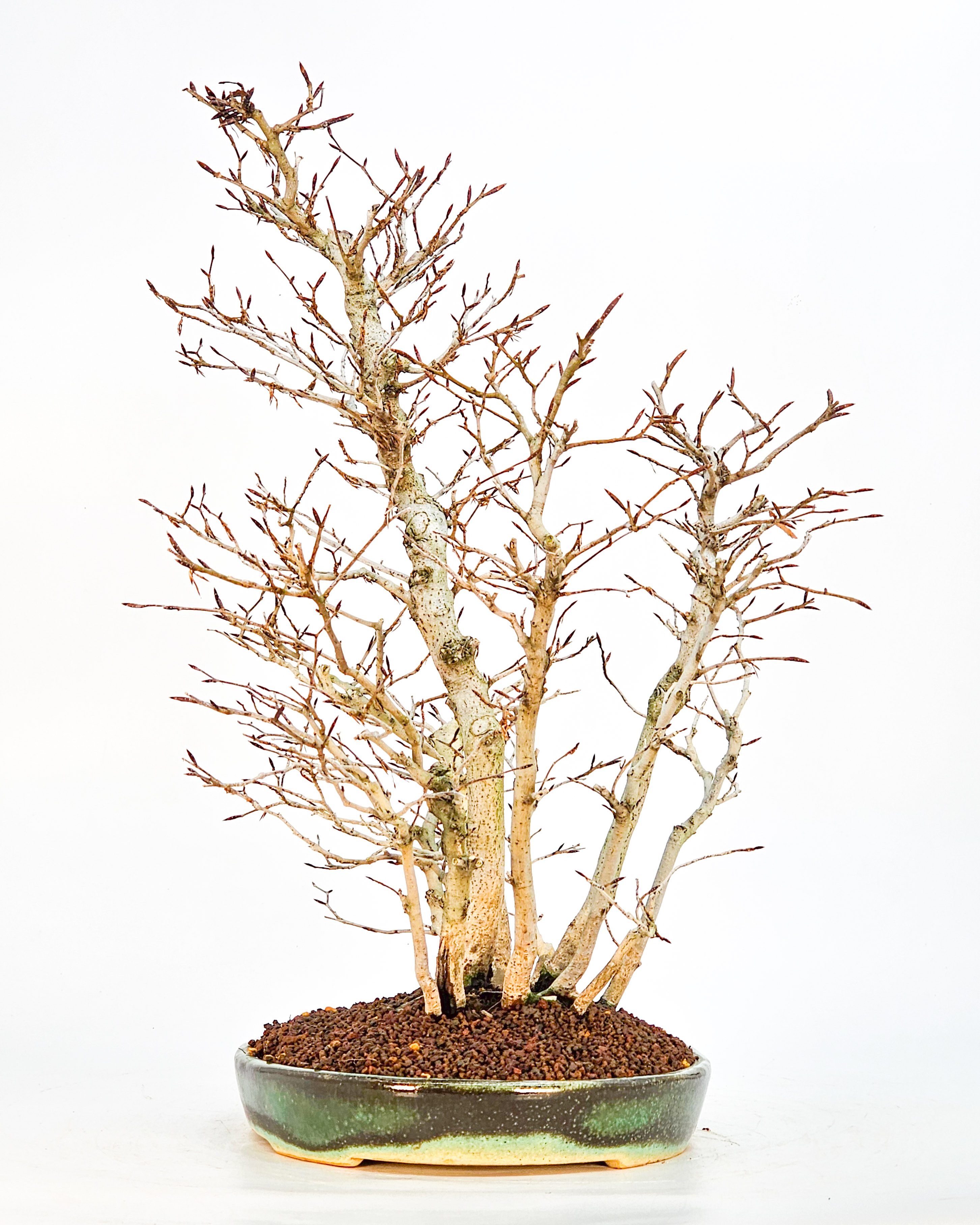 Bonsai Kerbbuche Fagus Crenata 44cm