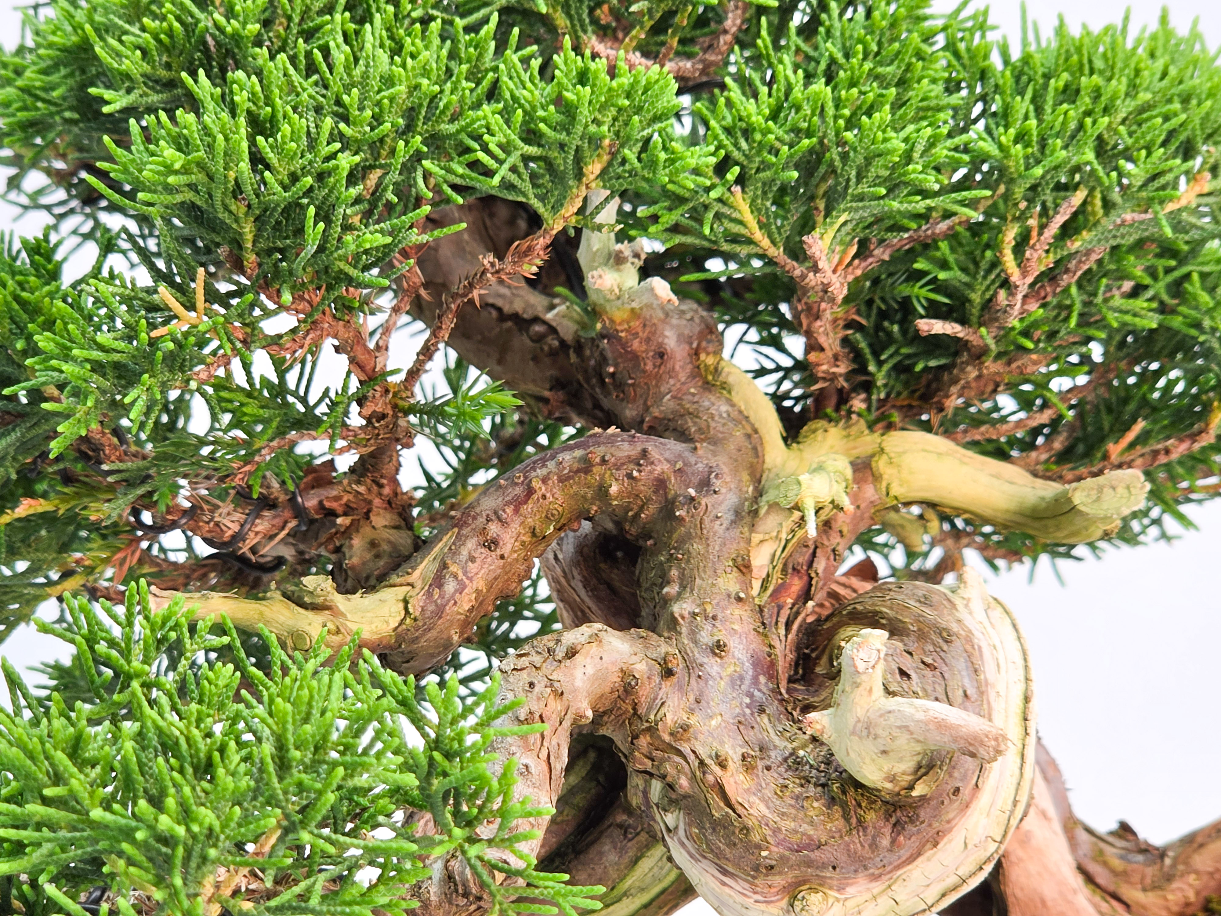 Bonsai Wacholder - Juniperus chinensis Shohin 19cm