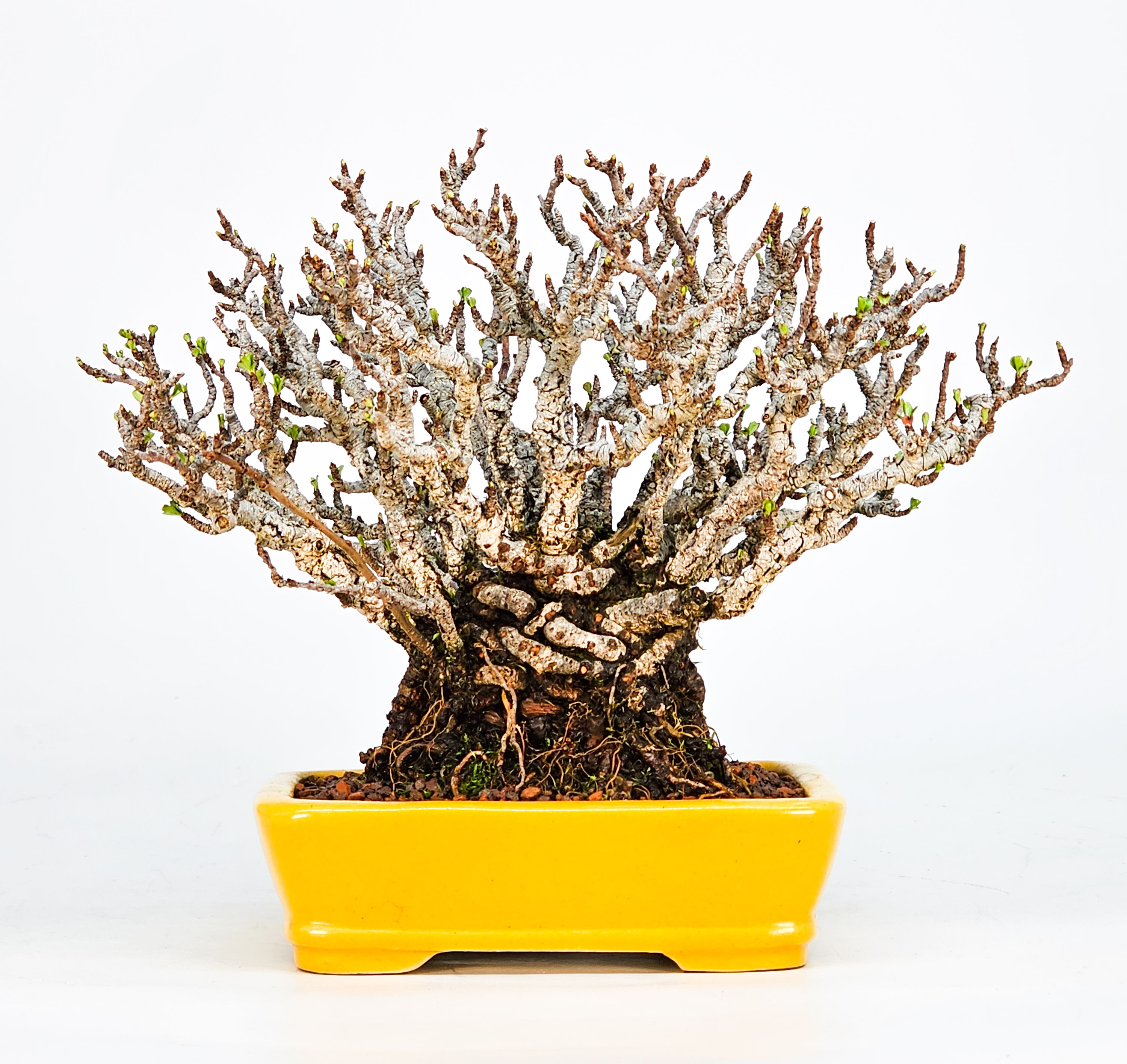 Bonsai Zierquitte - Chaenomeles - Chojubai Shohin 14cm Video!!