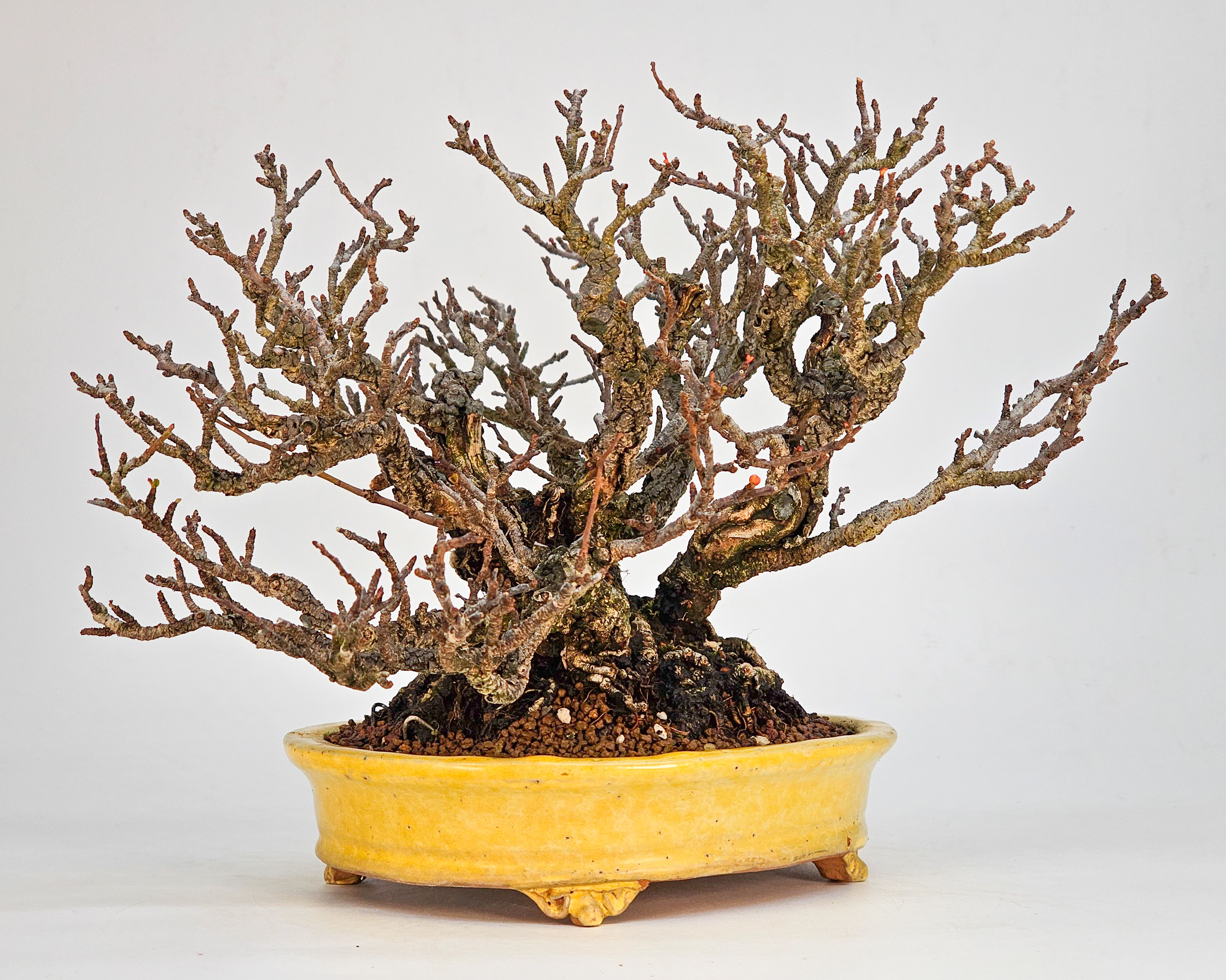Bonsai Zierquitte - Chaenomeles Shohin 19cm
