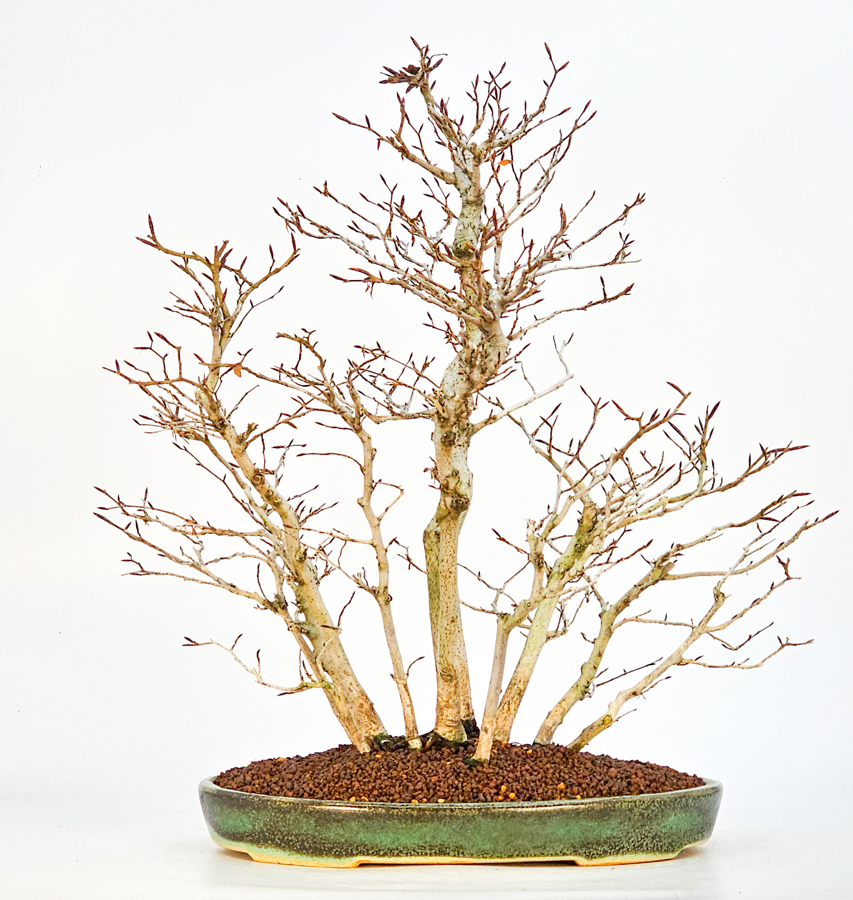 Bonsai Kerbbuche Fagus Crenata 44cm