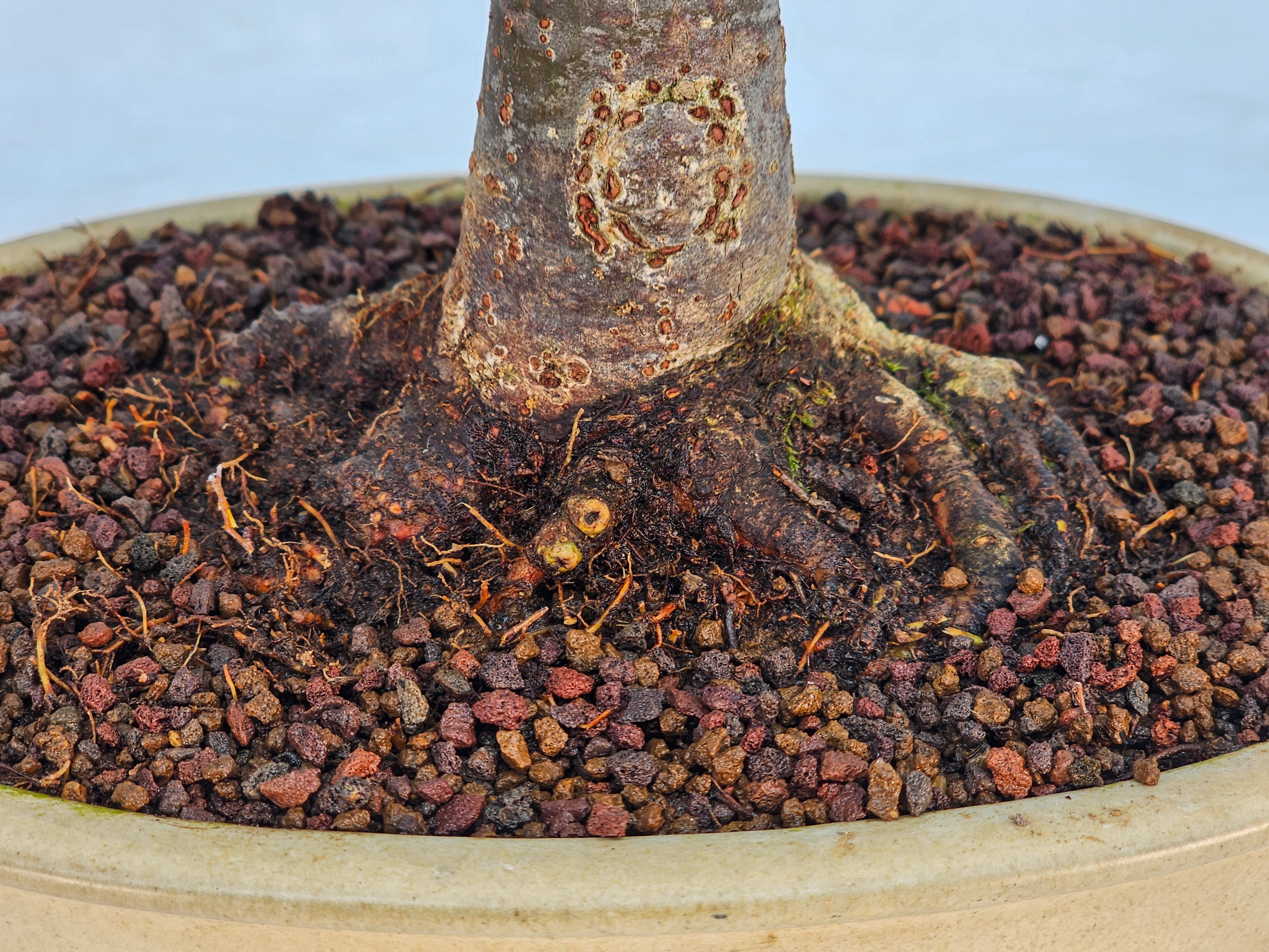 Bonsai Premium Zelkova serrata Shohin 25cm 