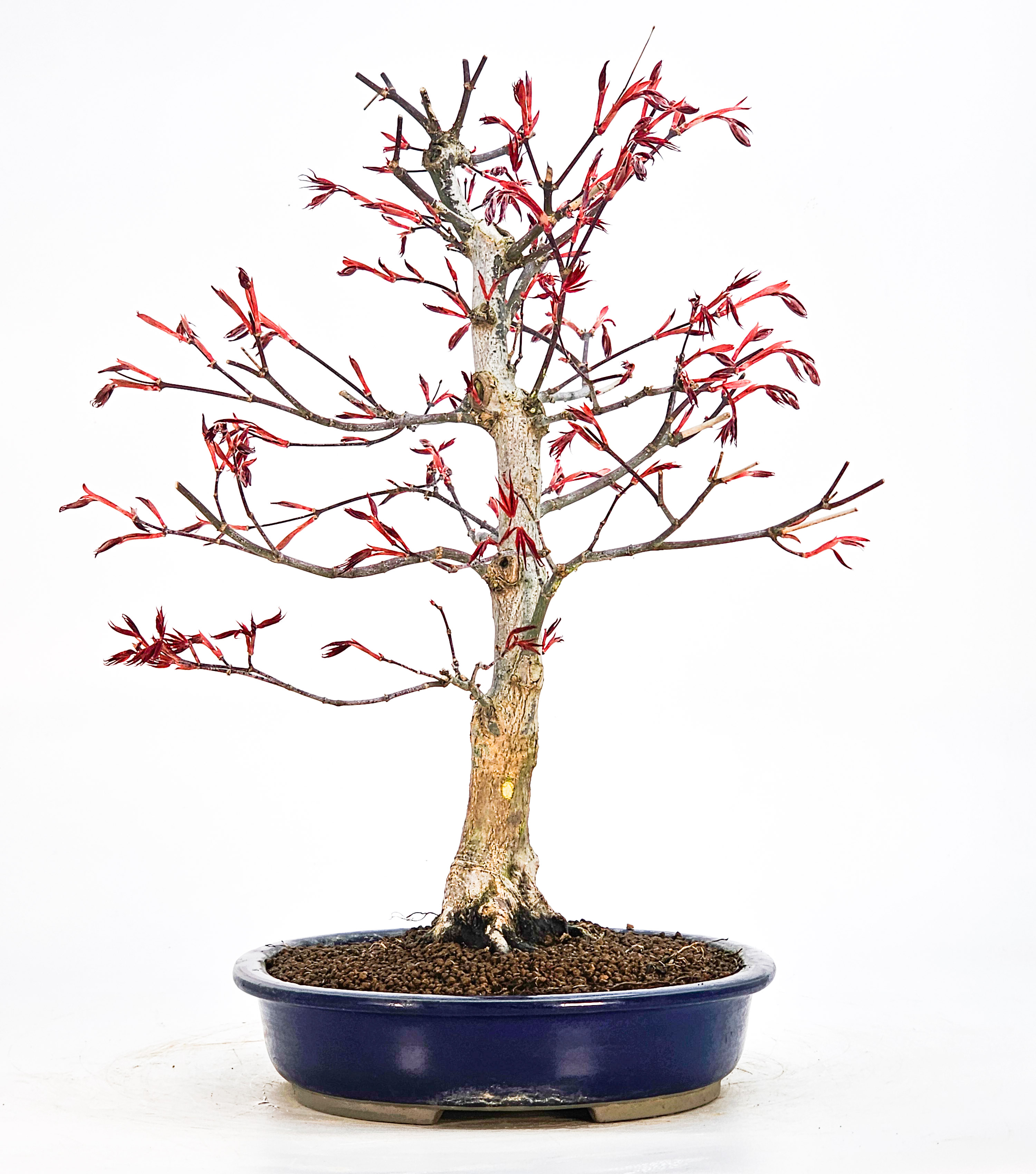 Bonsai Fächerahorn - Acer palmatum Atropurpureum 39cm Bonsai Fächerahorn - Acer palmatum Atropurpureum 39cm