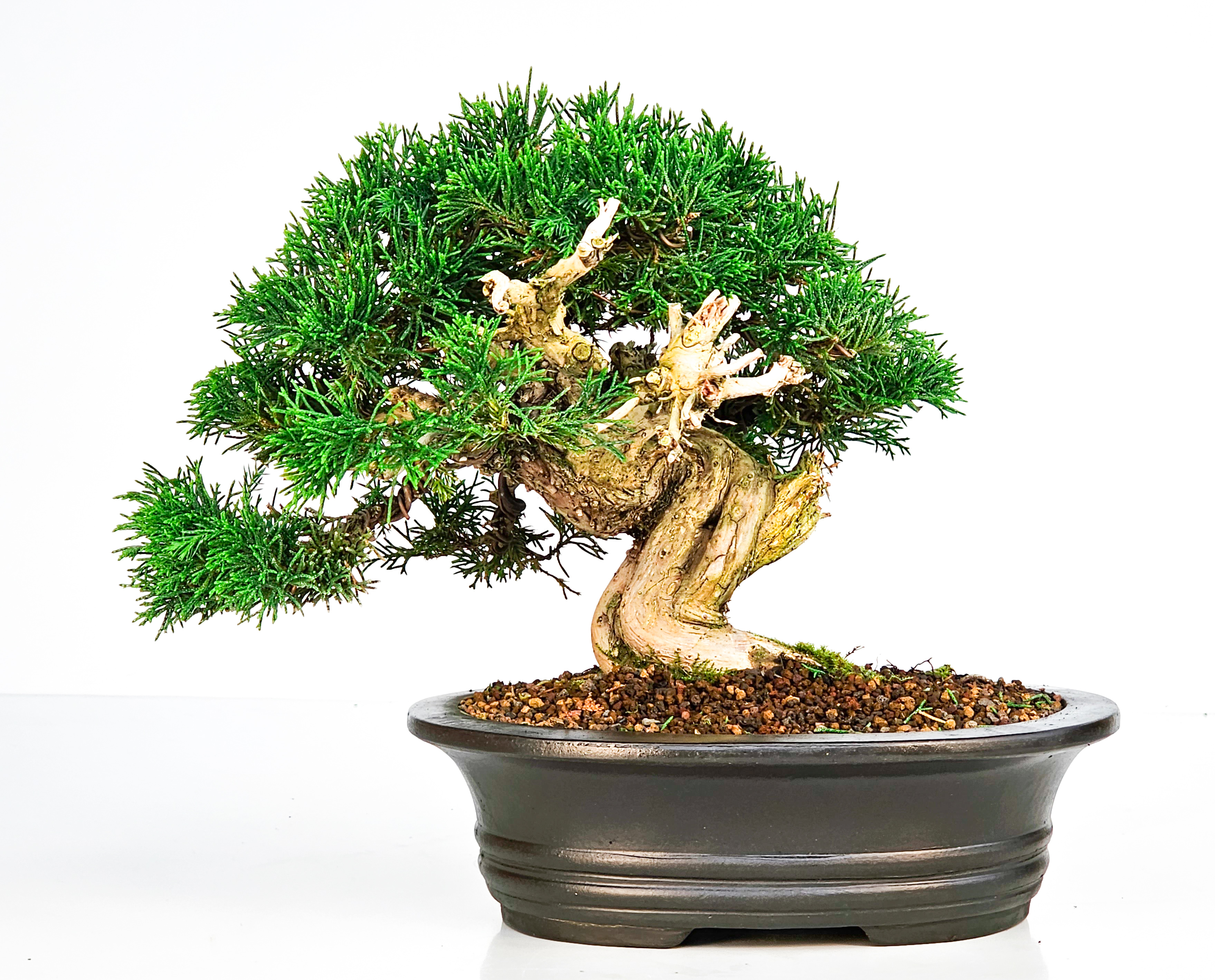 Bonsai Wacholder Juniperus chinensis Shohin 18cm