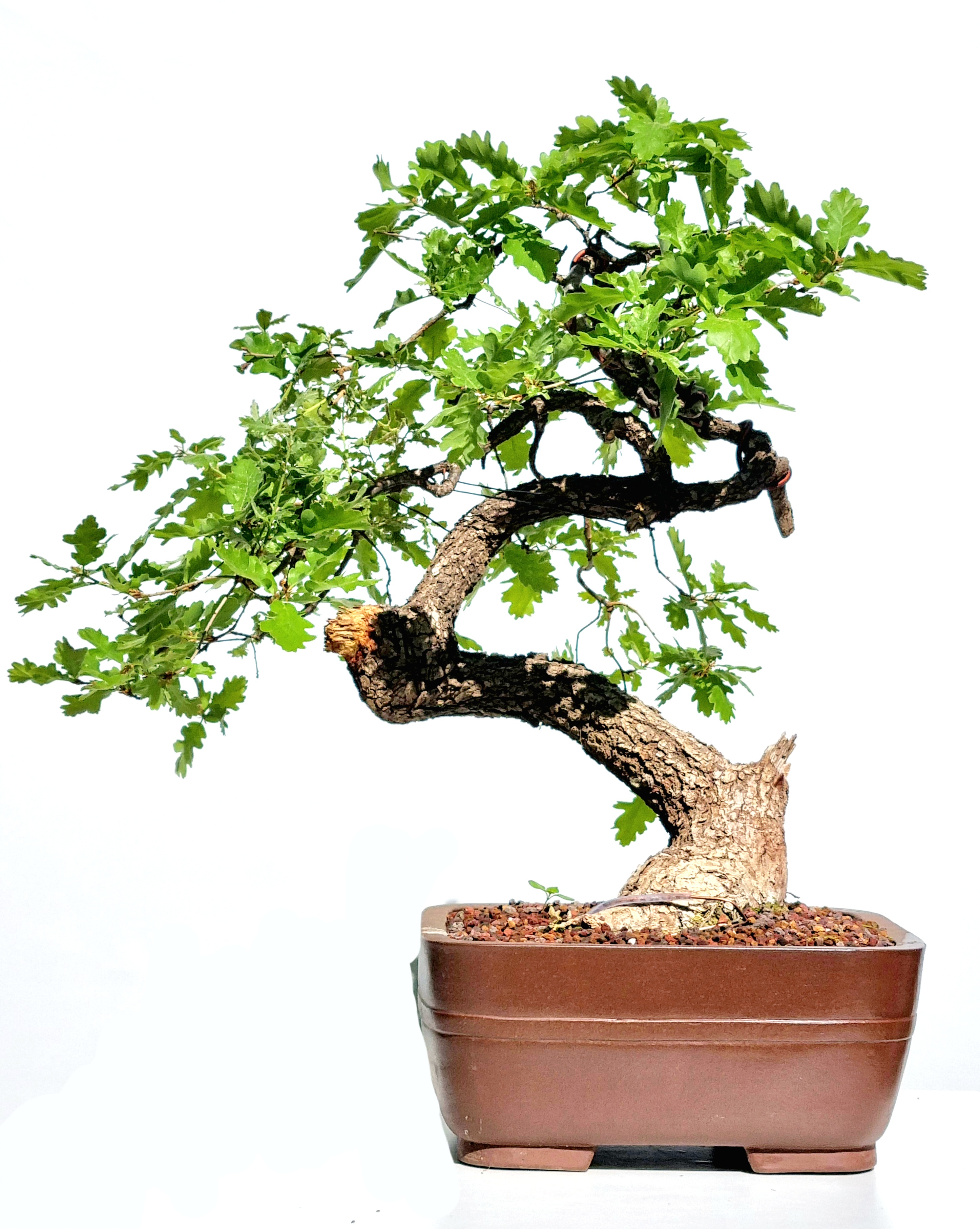 Bonsai Stieleiche - Quercus robur 62cm  