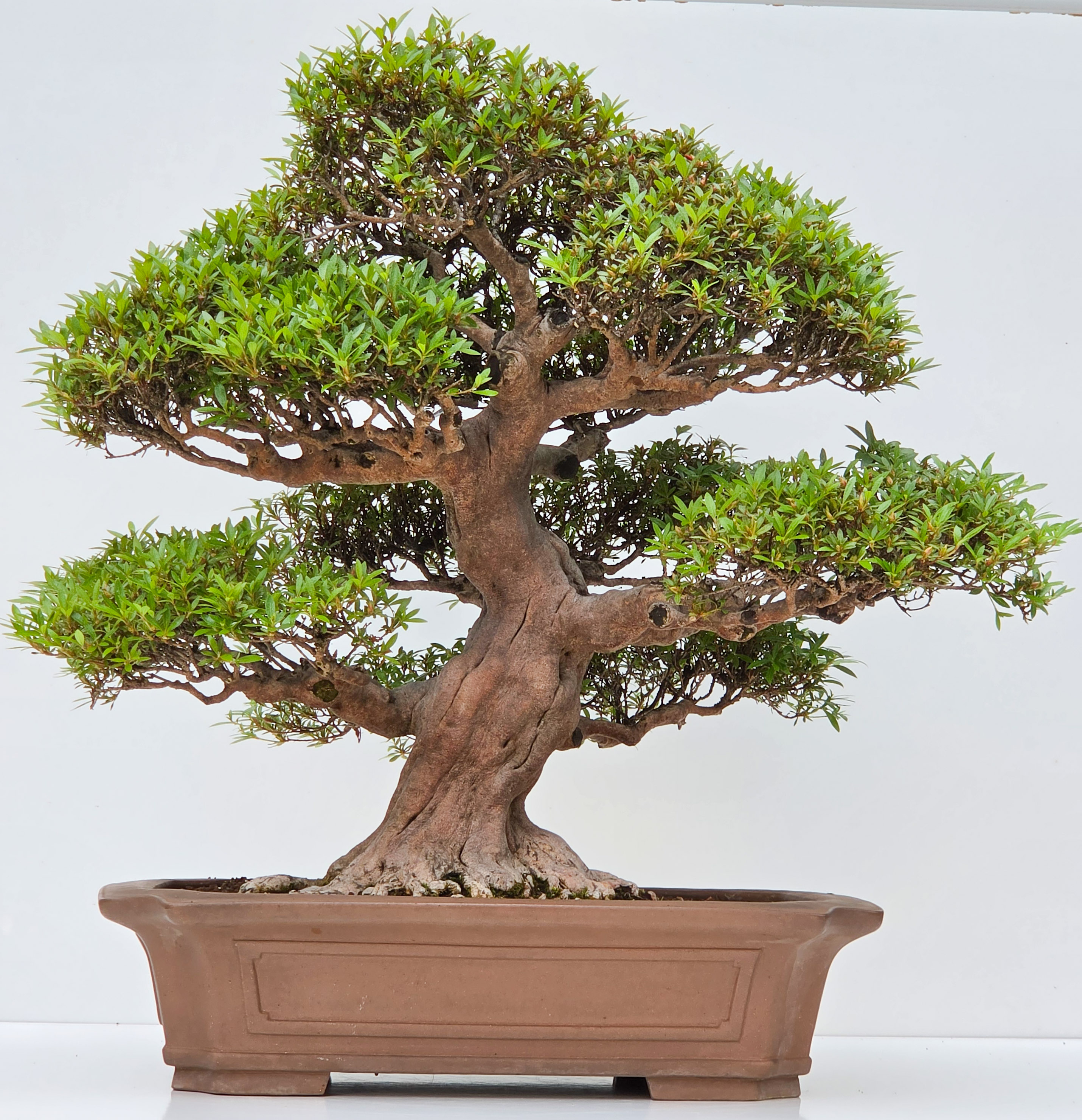 Bonsai Premium Azalee -  Rhododendron indicum kinsai 63cm