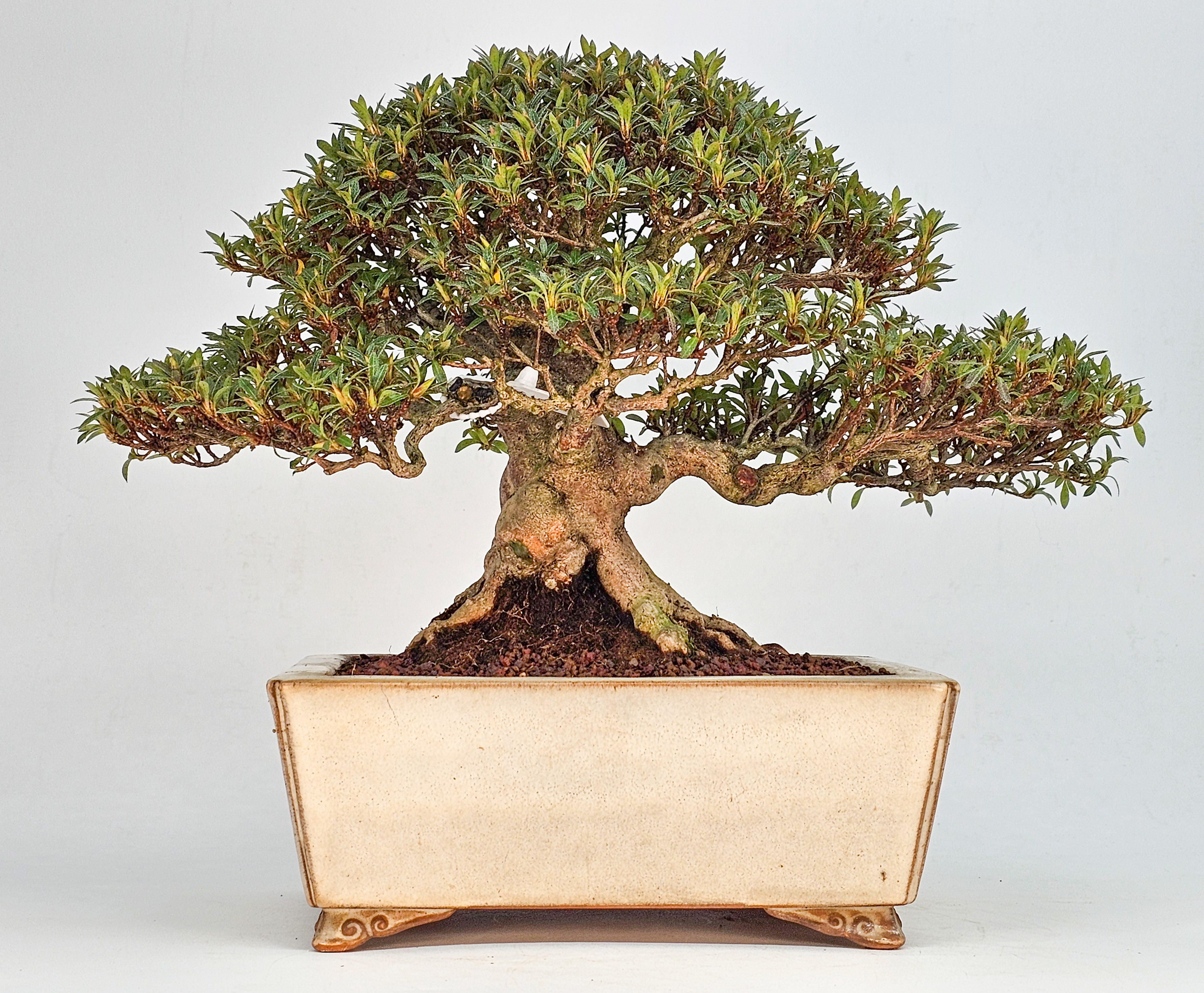 Bonsai Azalee - Rhododendron indicum - Hikorin 24cm