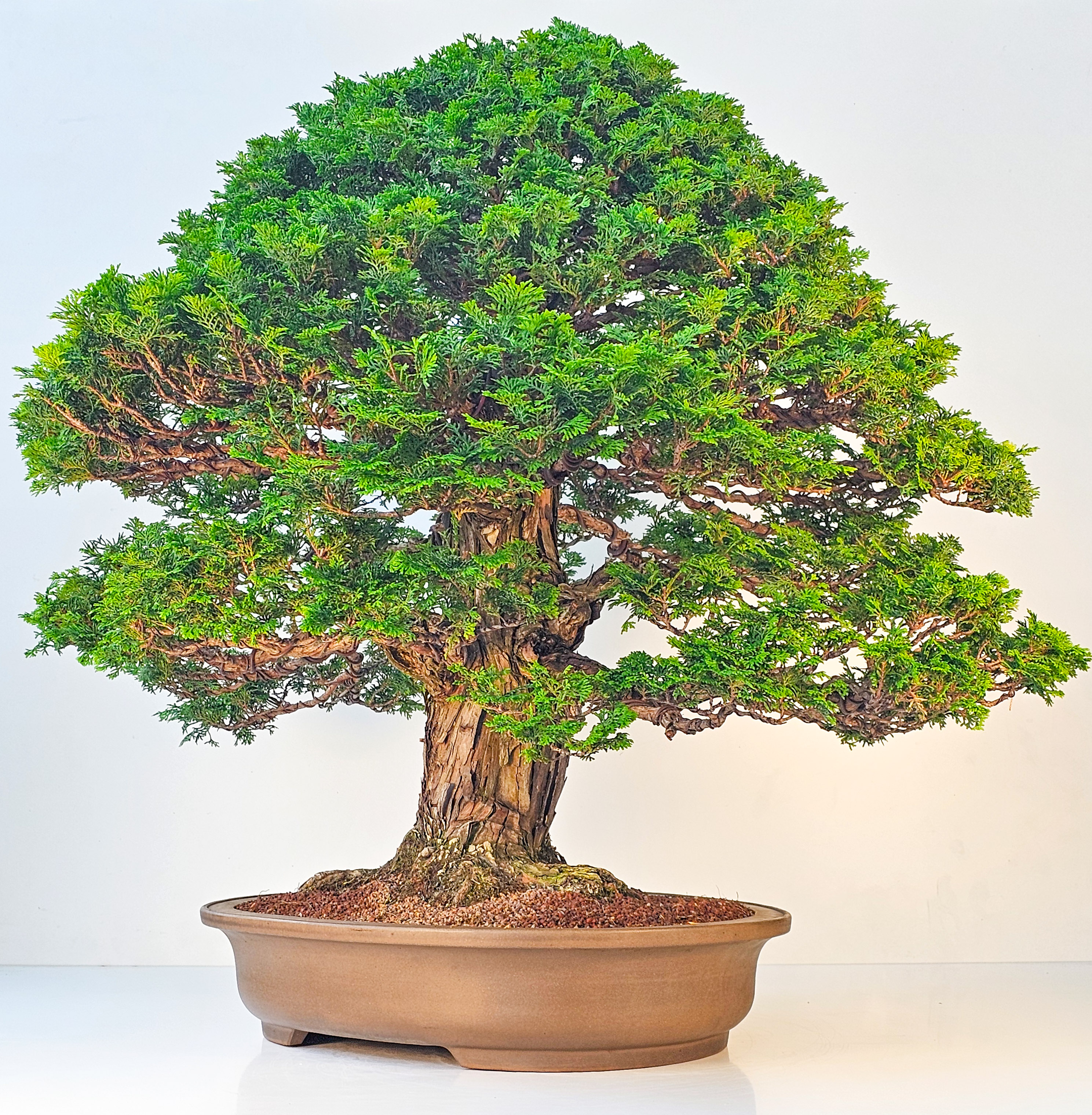 Bonsai Chamaecyparis obtusa 70 cm Video!! Bonsai Chamaecyparis obtusa 70 cm Video!!