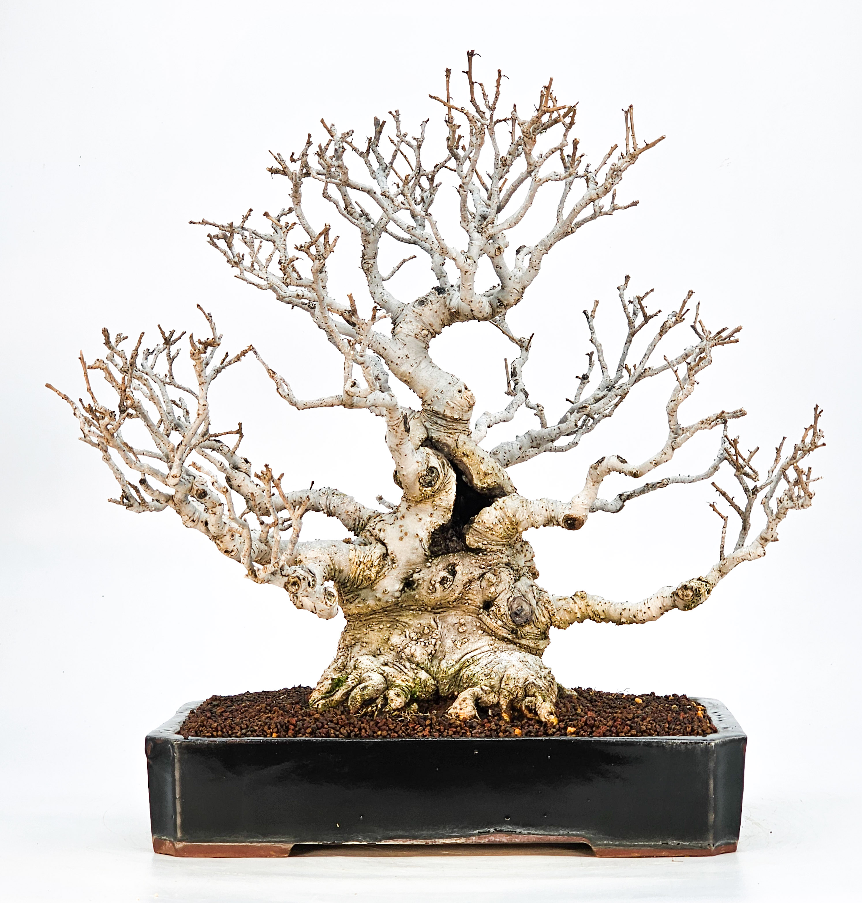 Bonsai Jap. Winterbeere - Ilex serrata 36cm Bonsai Jap. Winterbeere - Ilex serrata 36cm