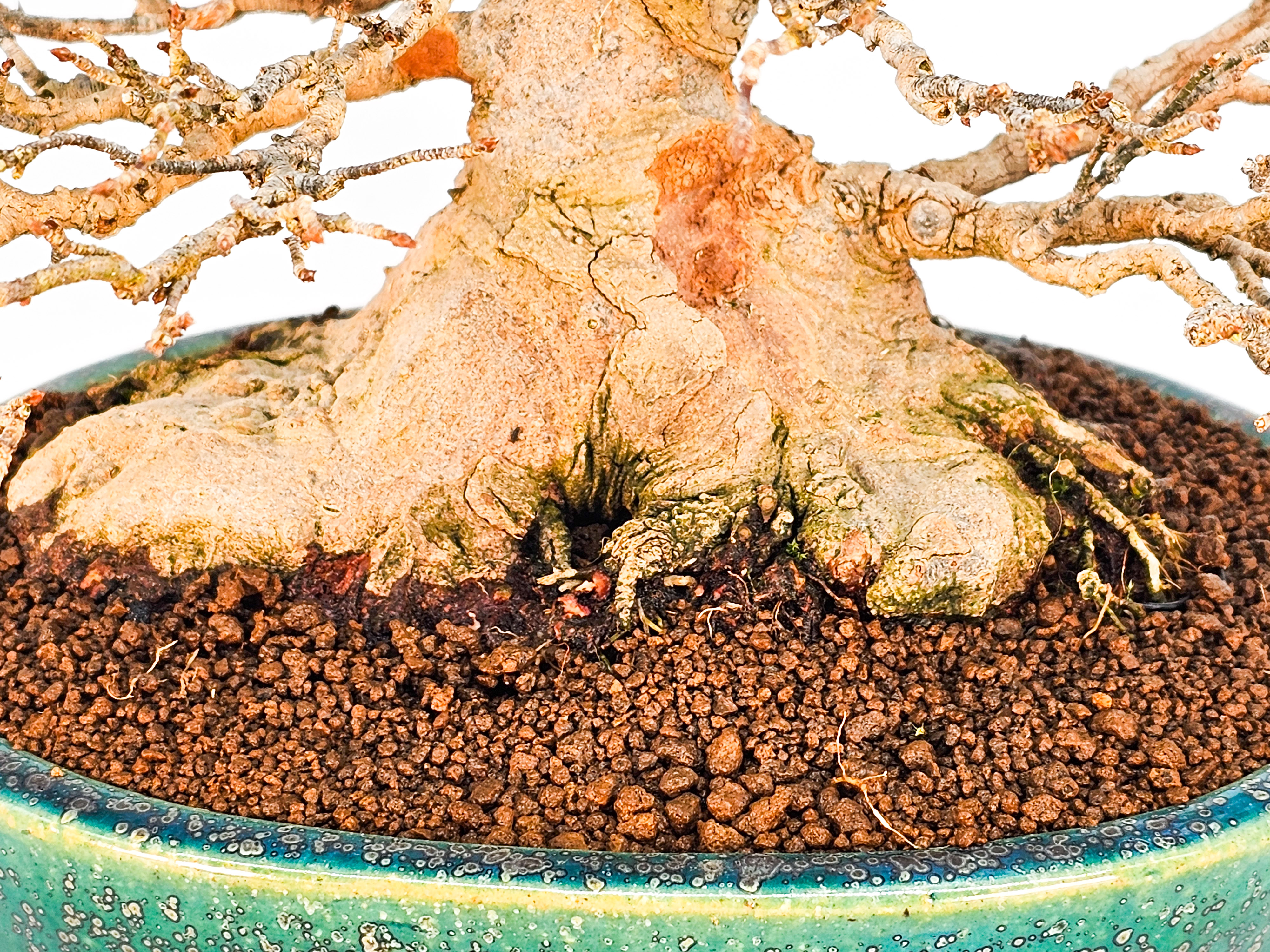 Bonsai Dreispitzahorn - Acer buergerianum 21cm Bonsai Dreispitzahorn - Acer buergerianum 21cm