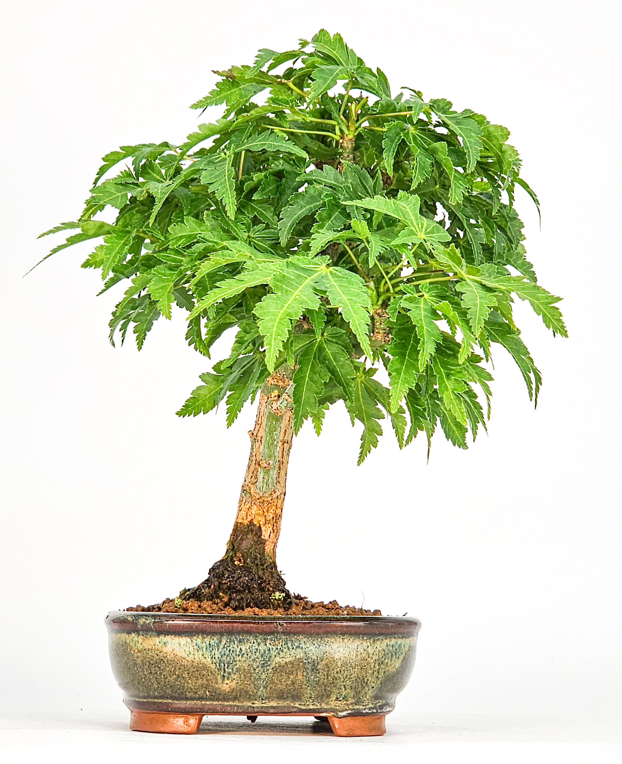 Bonsai Löwenkopfahorn- Acer palmatum Shishigashira Shohin 15cm