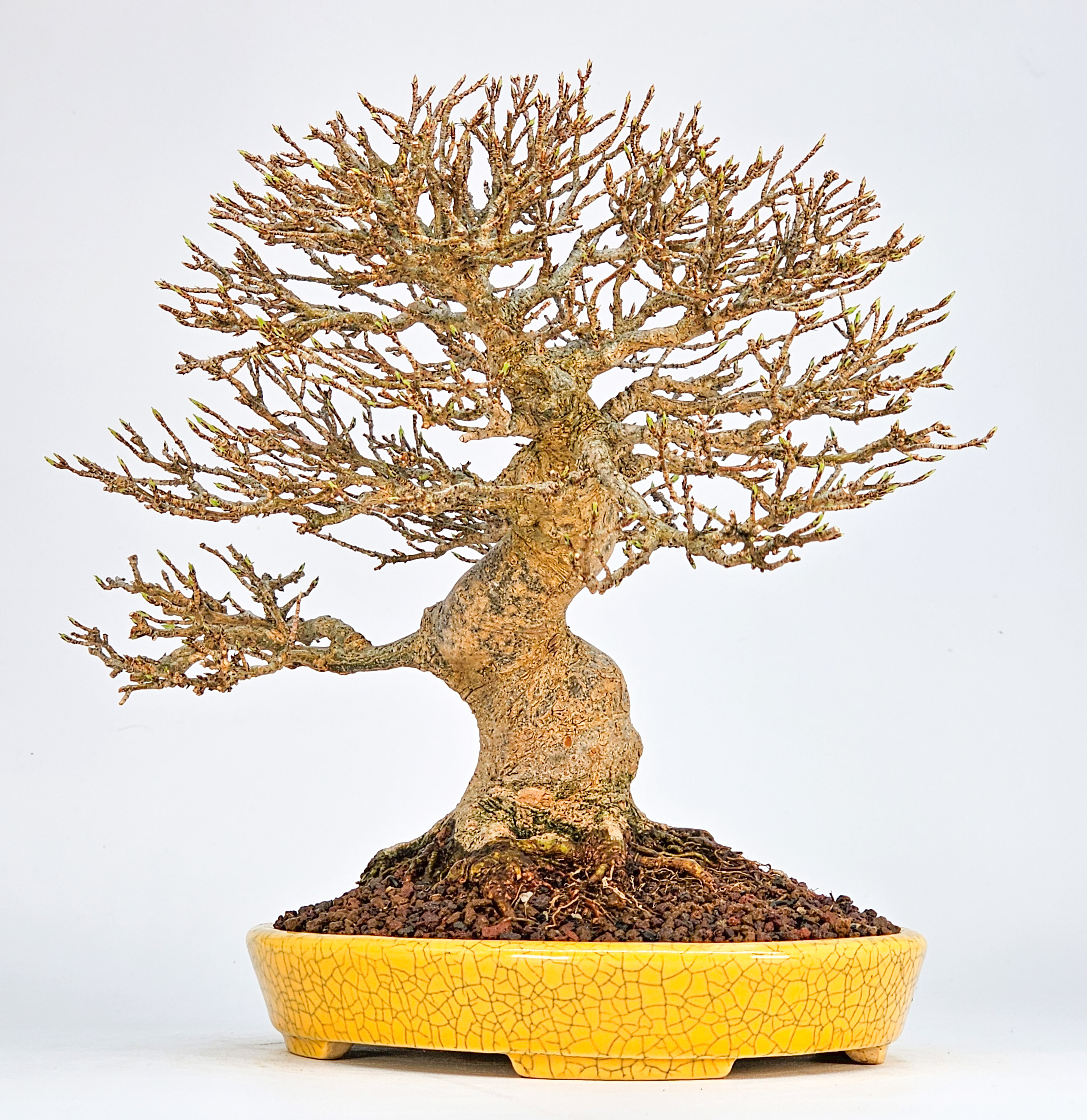 Bonsai Premium Dreispitzahorn - Acer buergerianum Shohin 20cm Video!!