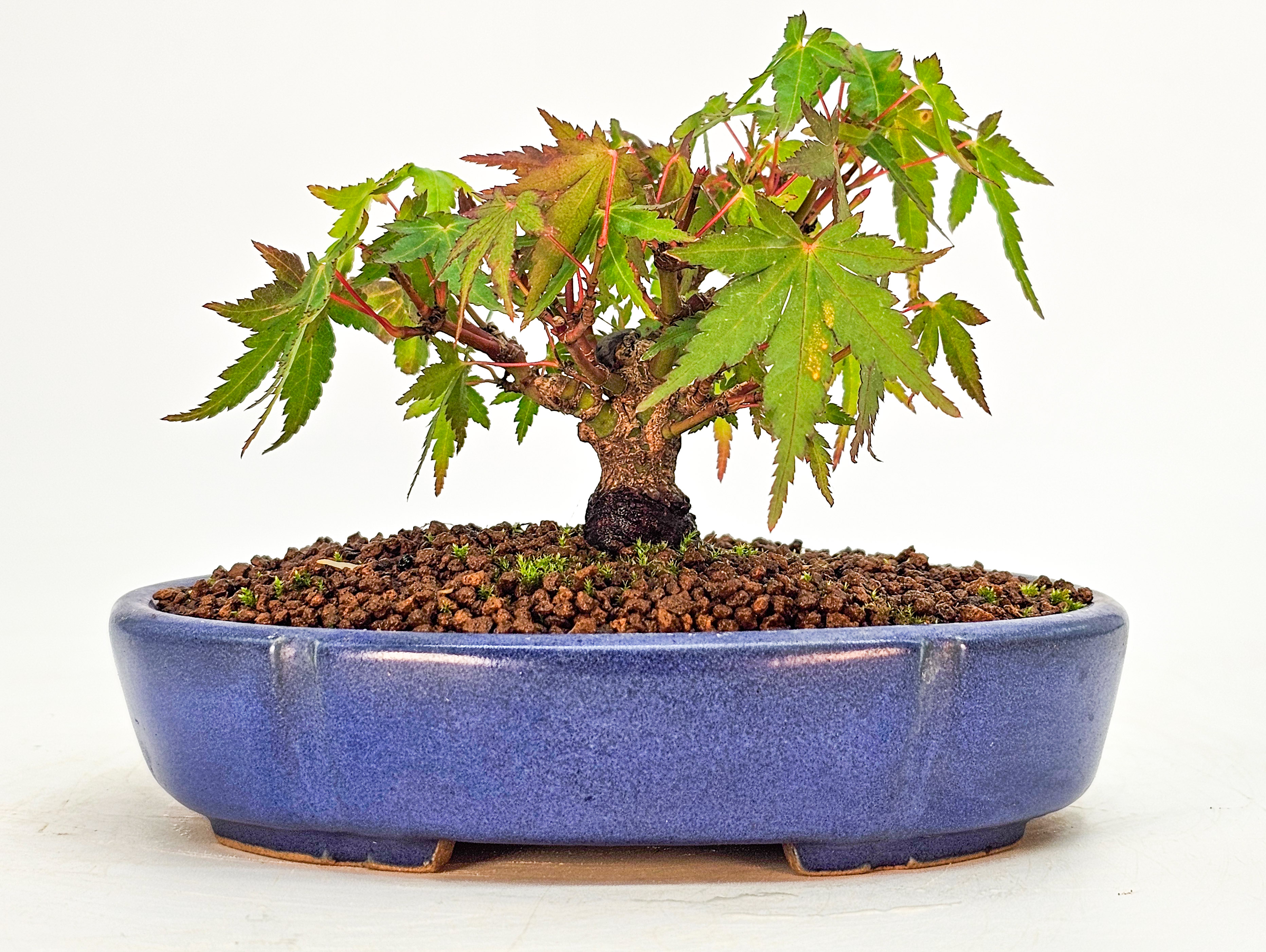 Bonsai Fächerahorn - Acer palmatum Mame 6cm