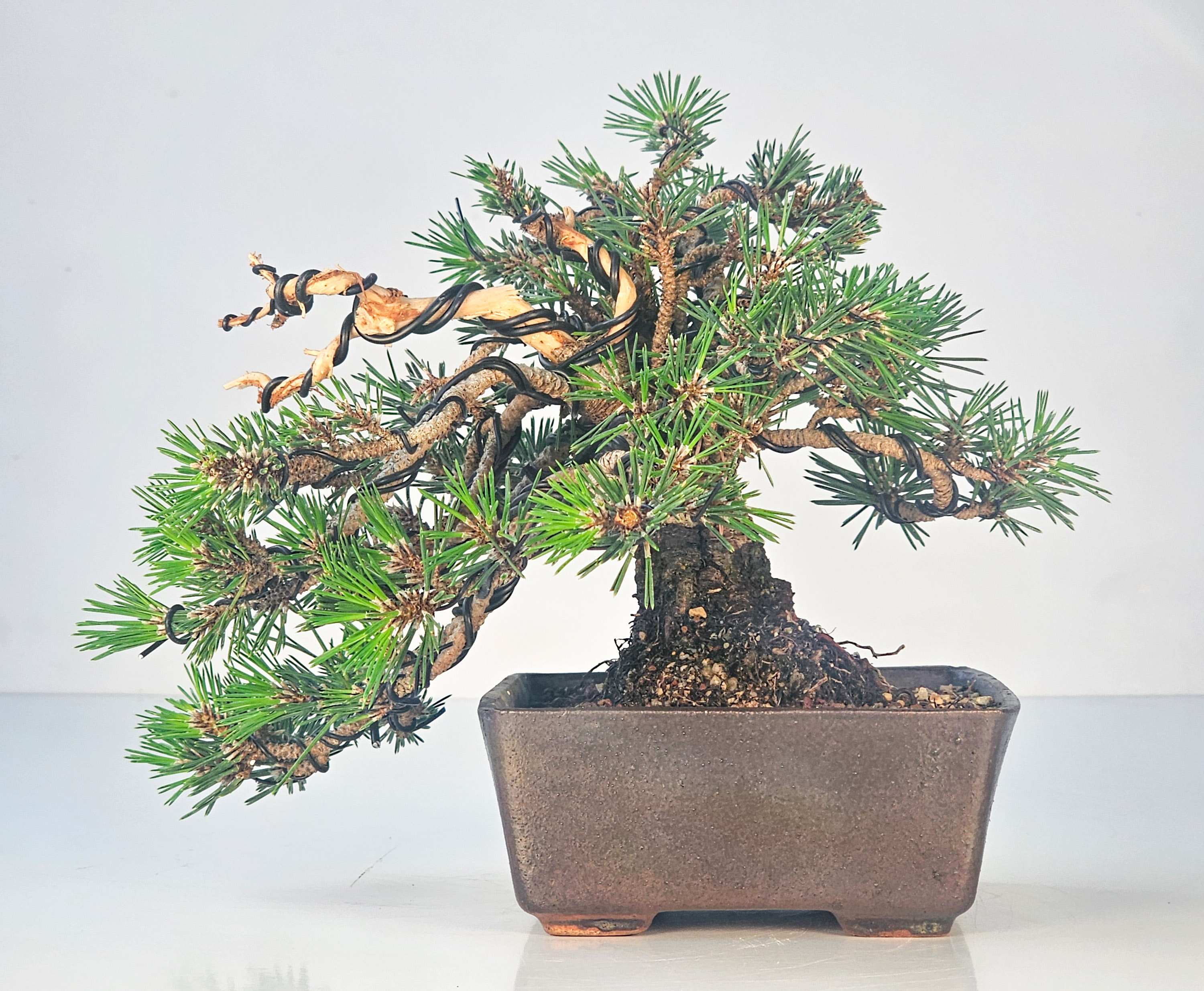 Bonsai Schwarzkiefer - Pinus thunbergii senjumaru 18cm