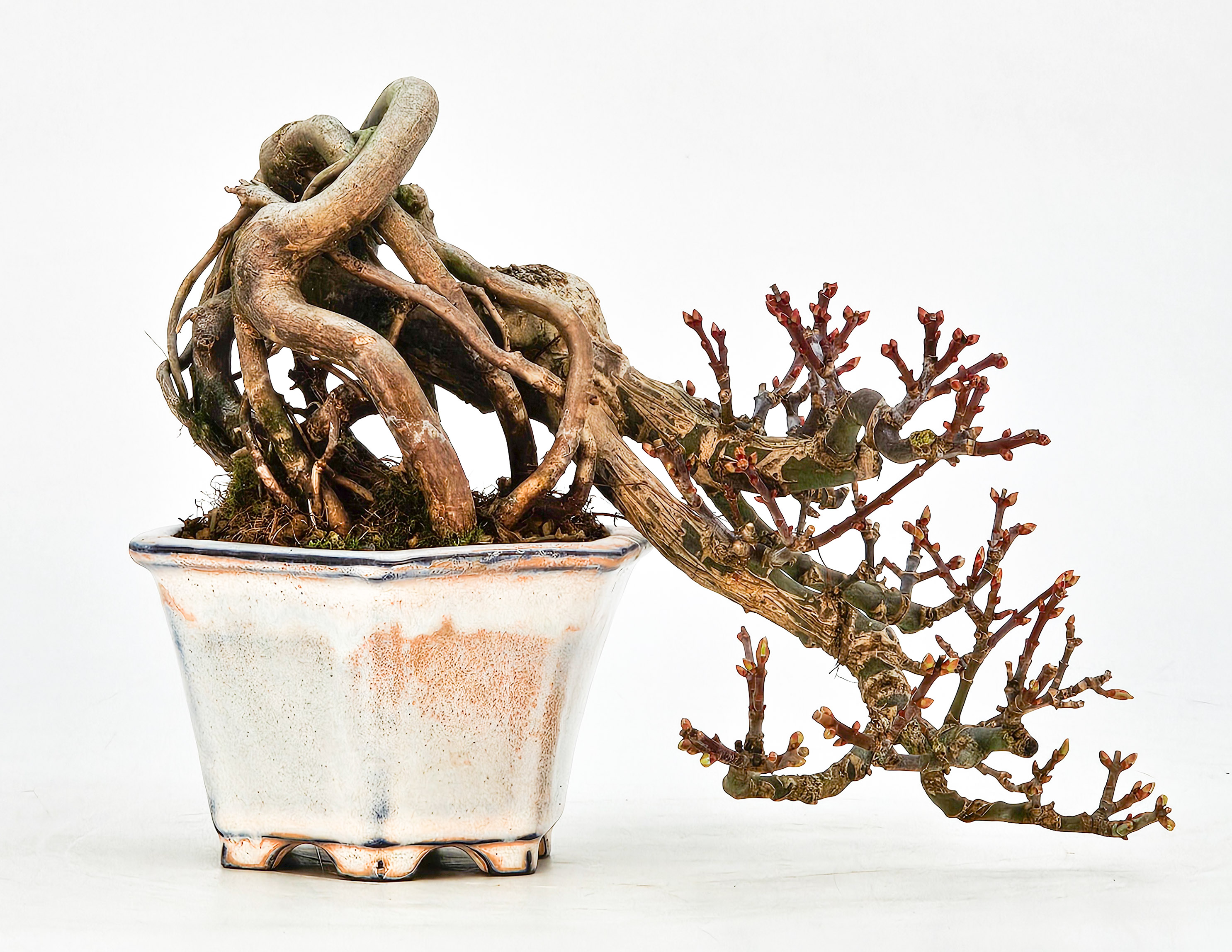 Bonsai Löwenkopfahorn- Acer palmatum Shishigashira Shohin 16cm Video!!