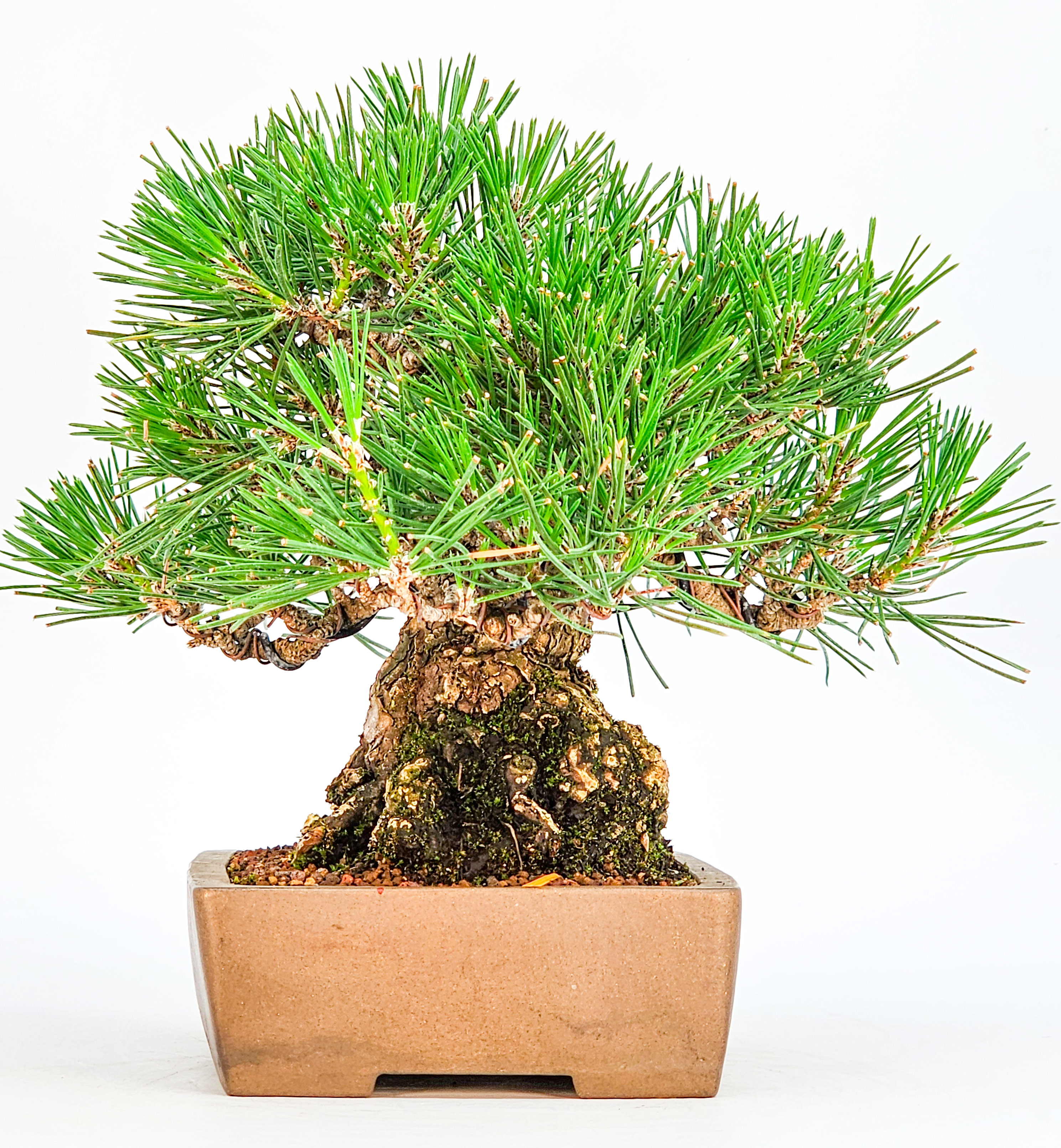 Bonsai Schwarzkiefer - Pinus thunbergii Shohin 19cm
