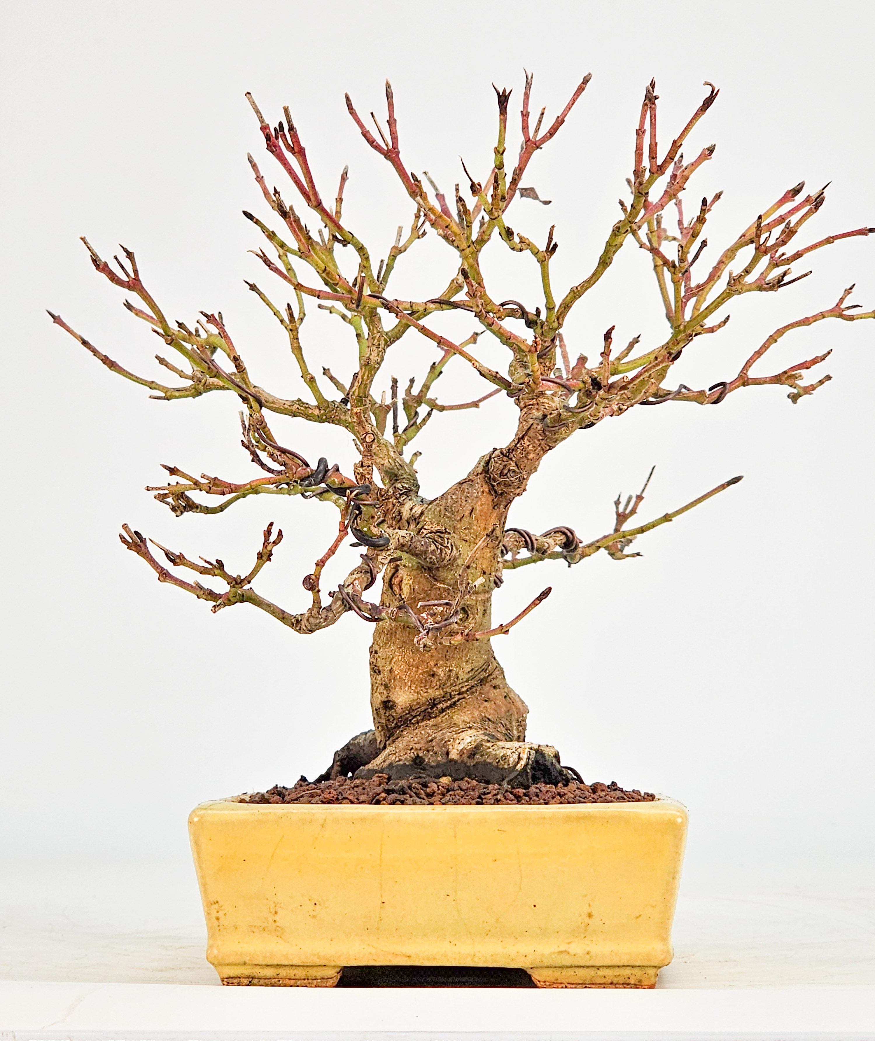 Bonsai Kornelkirsche - Cornus mas Shohin 15cm 