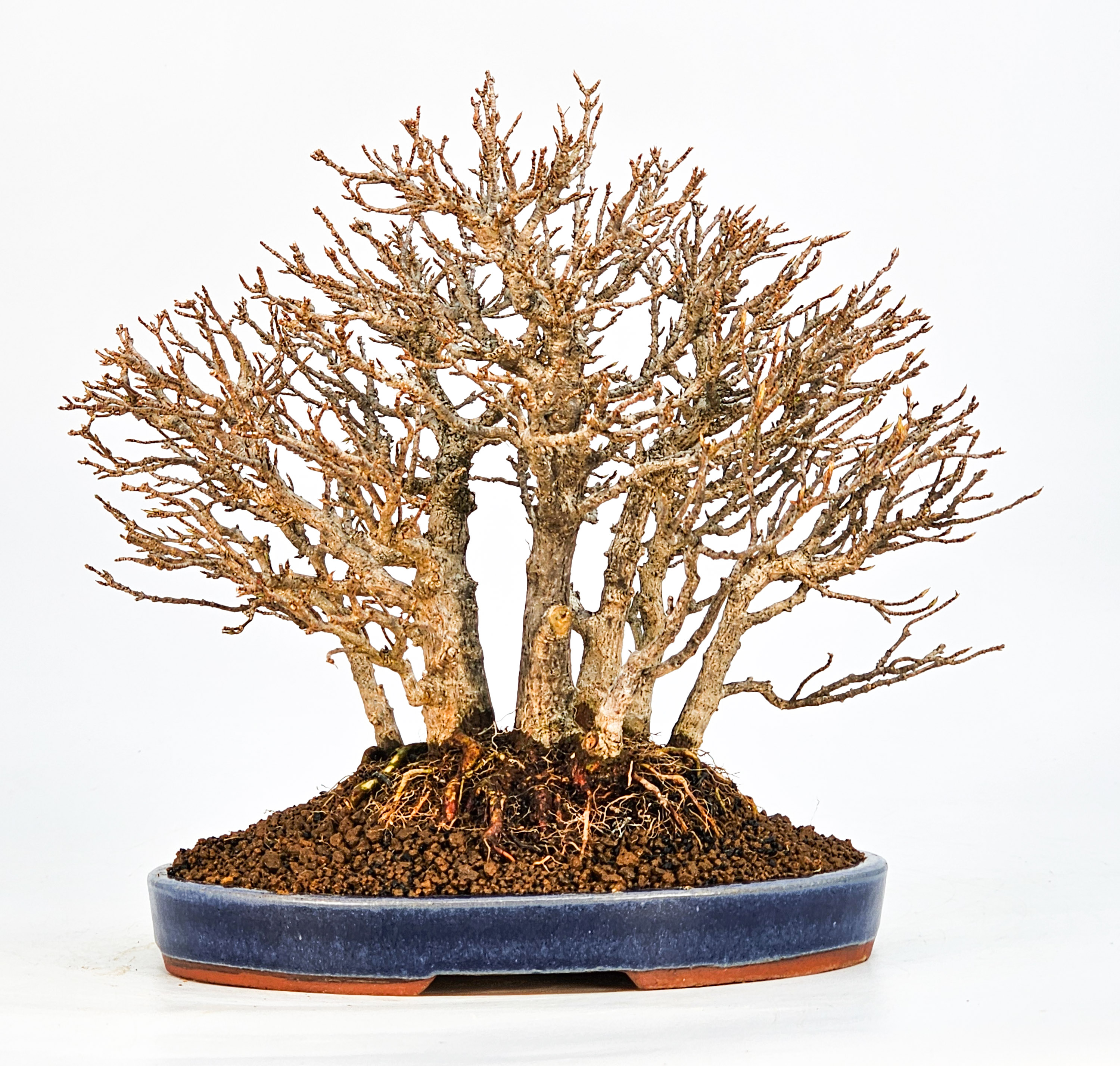 Bonsai Dreispitzahorn - Acer buergerianum Wald Yose-ue 20cm Video!! Bonsai Dreispitzahorn - Acer buergerianum Wald Yose-ue 20cm Video!!