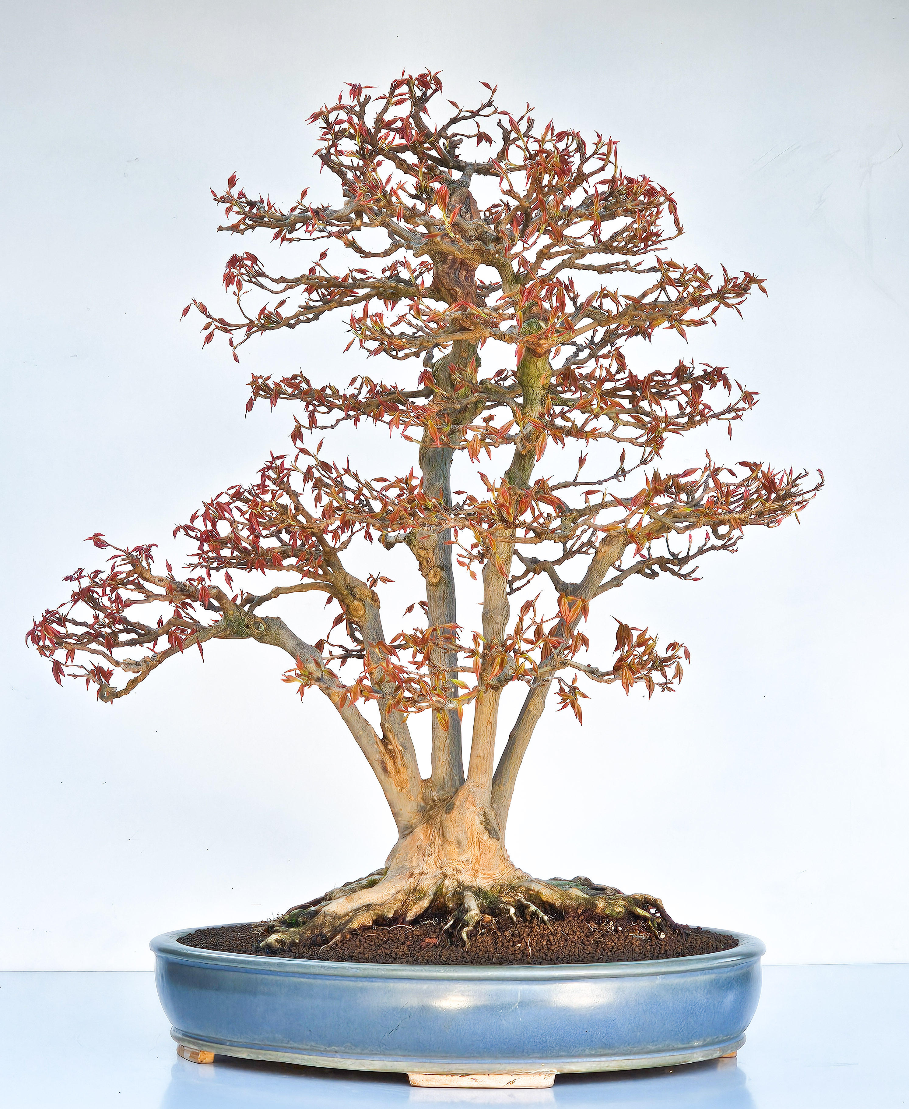 Bonsai Dreispitzahorn Multitrunk 5 Stämme - Acer buergerianum 60cm - Video!
