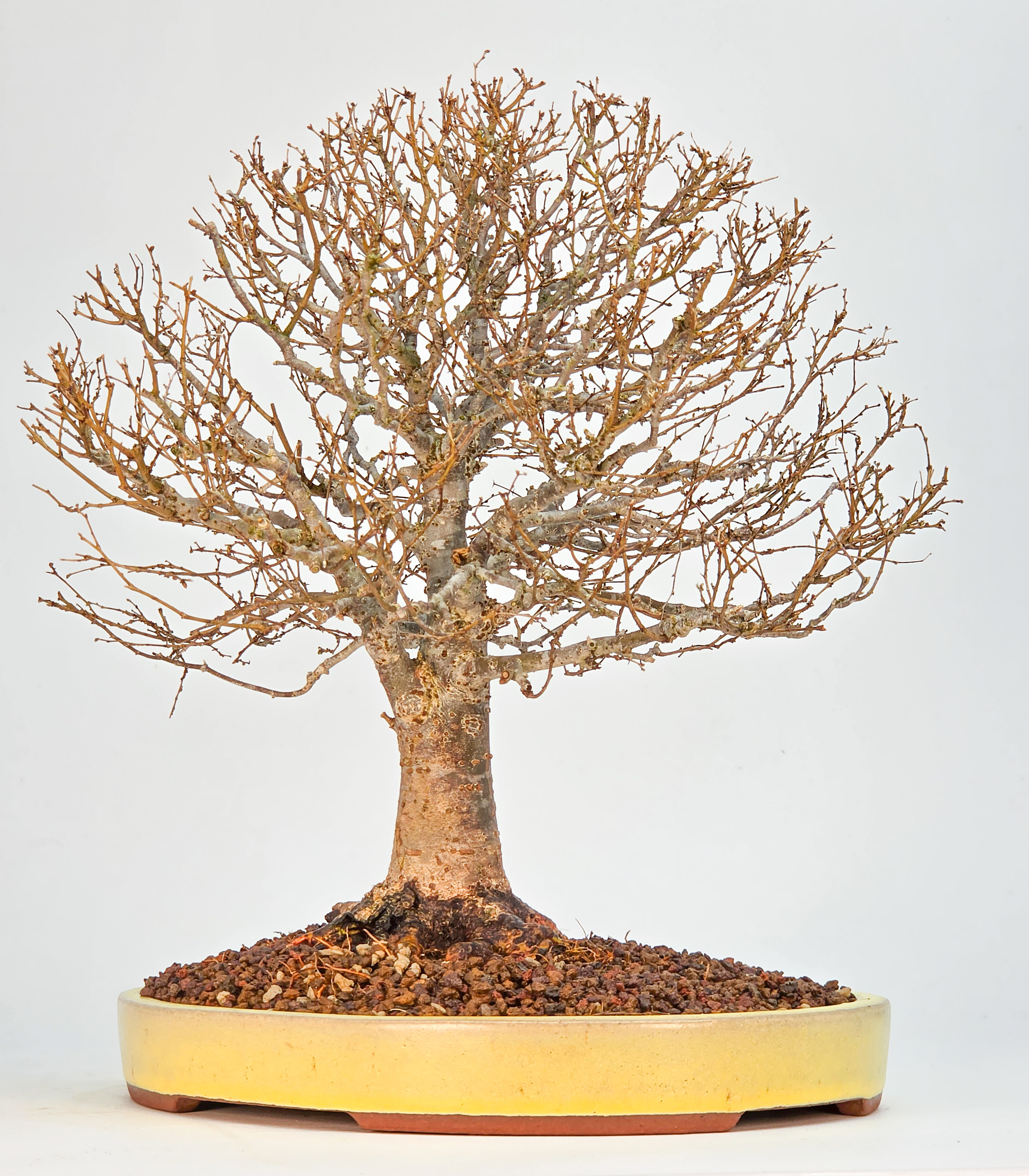 Bonsai Premium Zelkova serrata Shohin 25cm Video!!