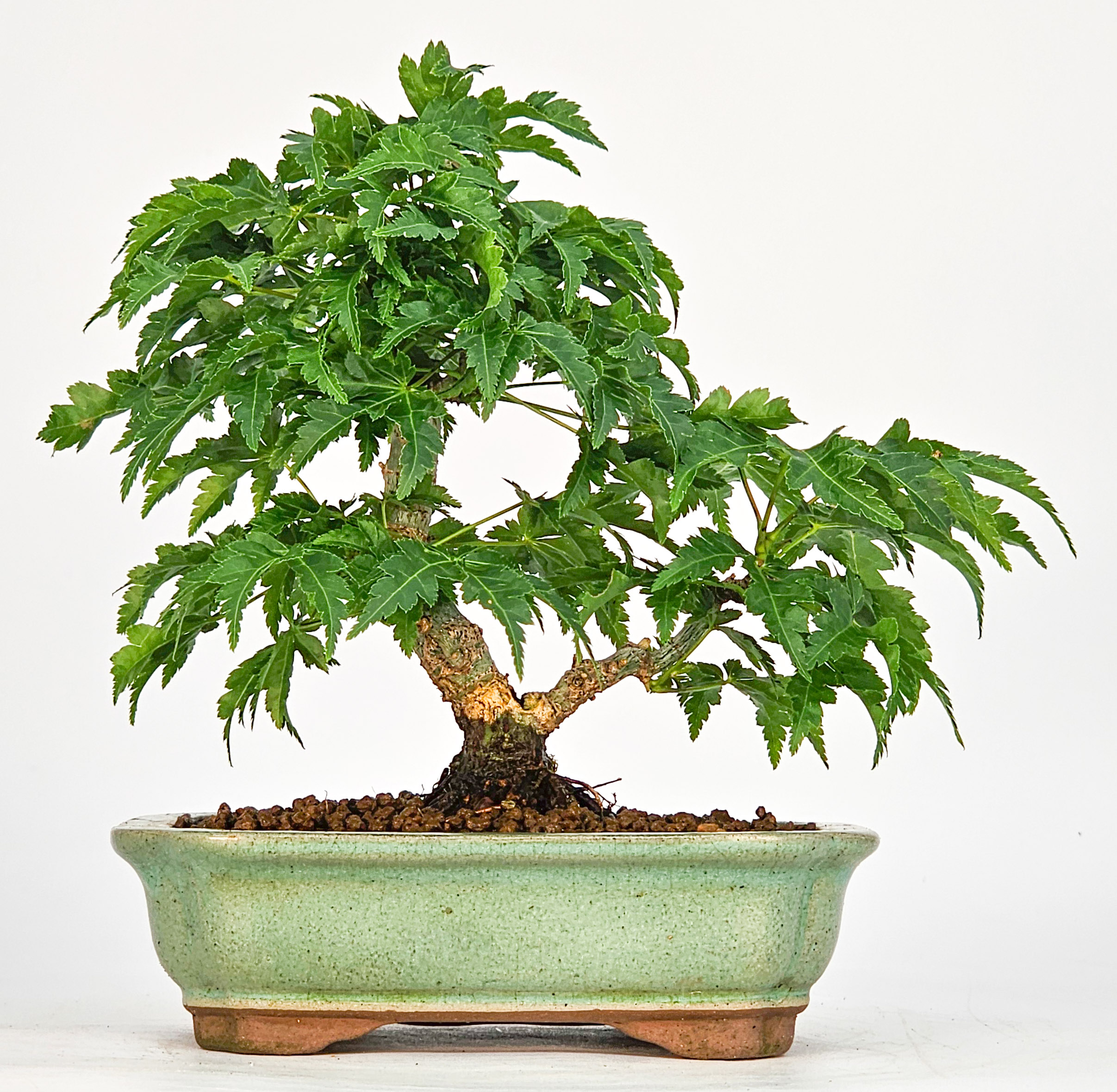 Bonsai Löwenkopfahorn- Acer palmatum Shishigashira Shohin 11cm