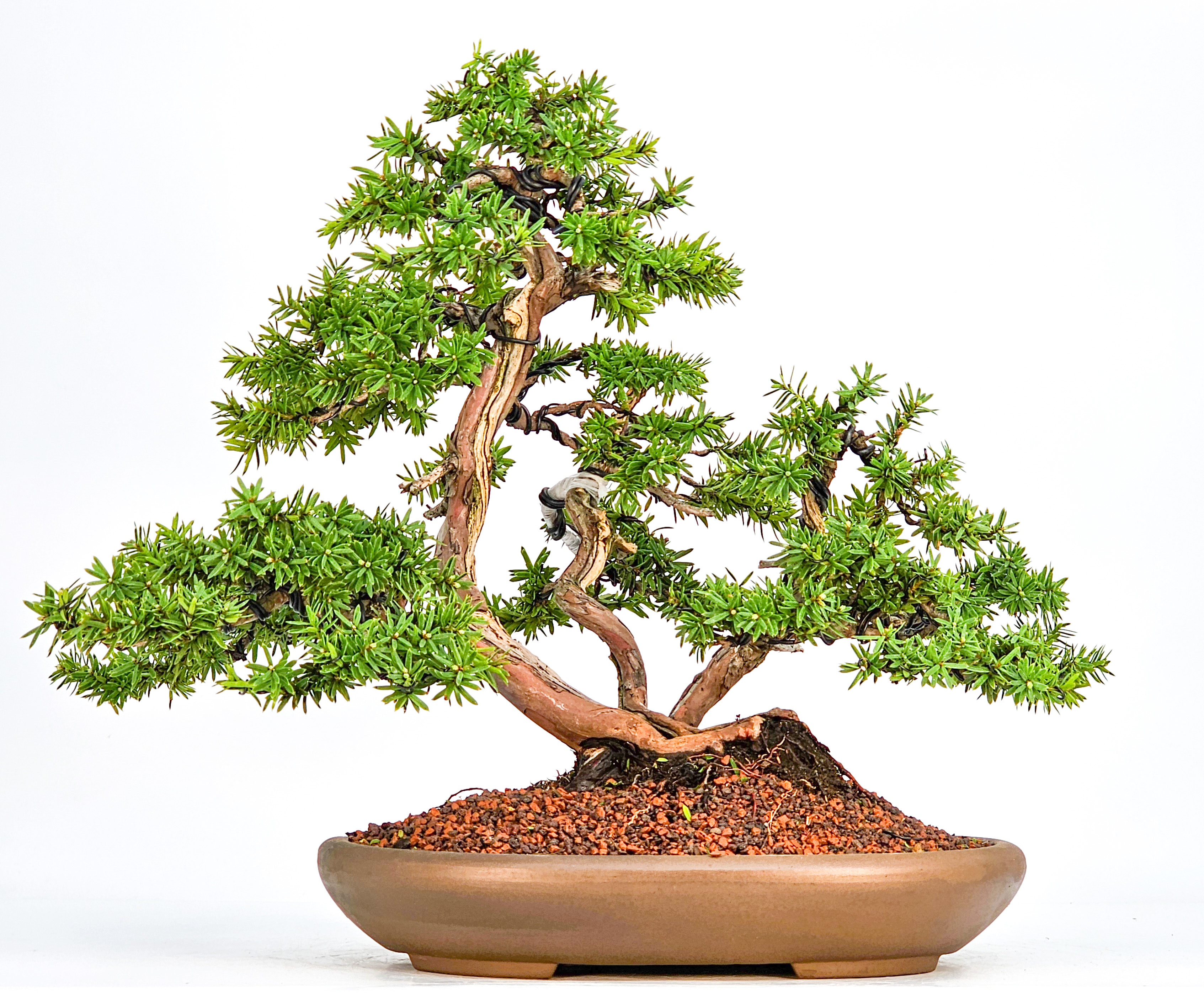 Bonsai Eibe Taxus 32cm