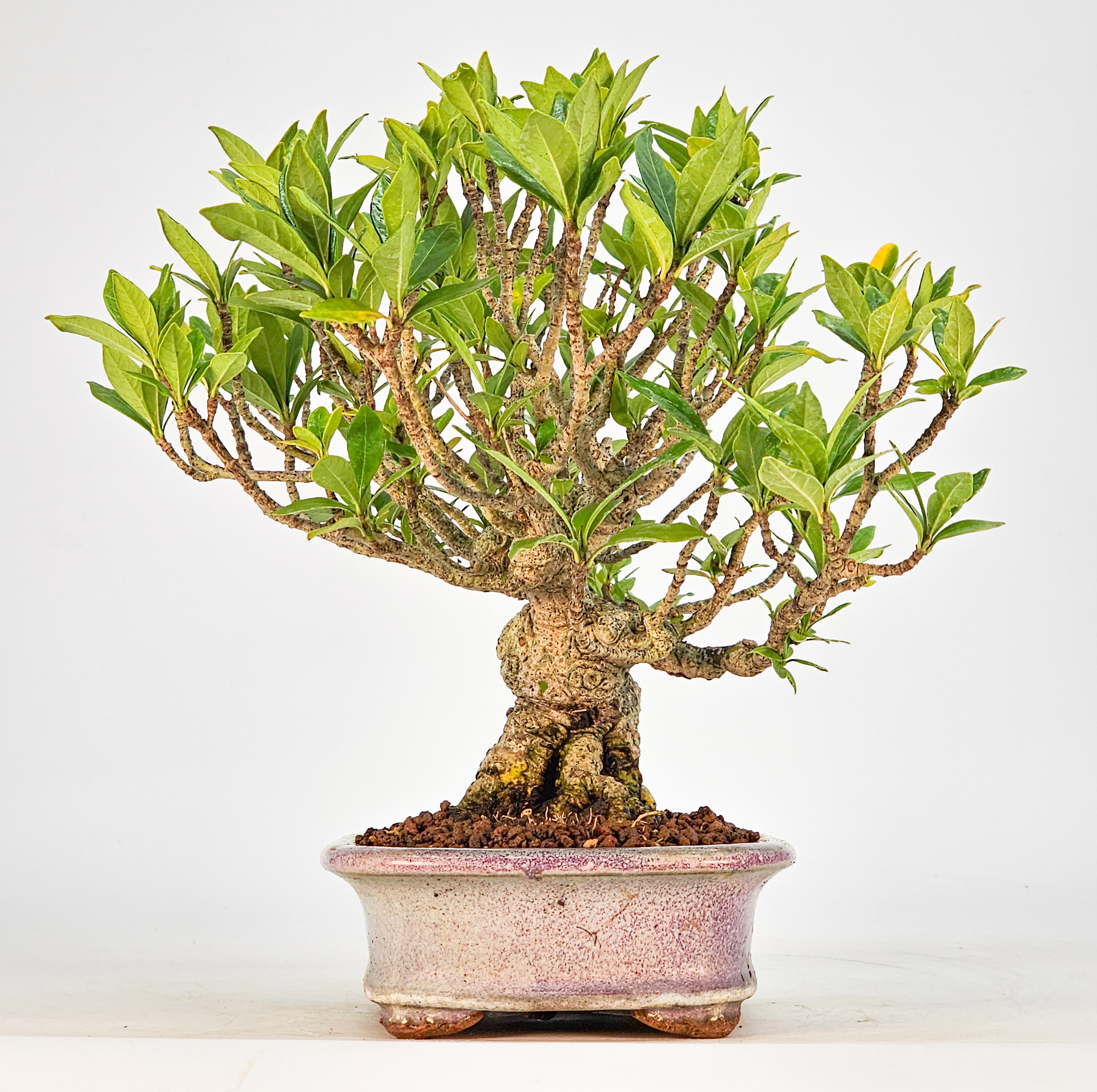 Bonsai Gardenia jasminoides Shohin 18cm 