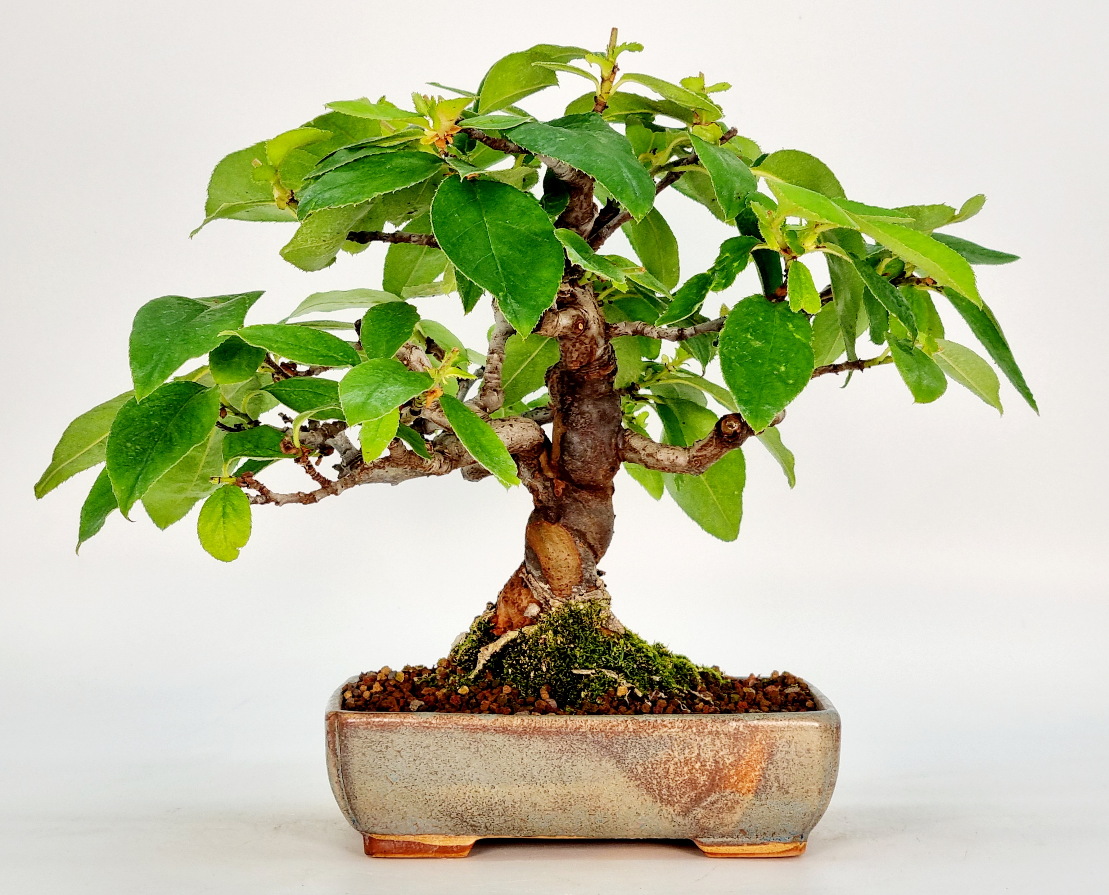 Bonsai Quitte - Pseudocydonia sinensis Shohin 16cm