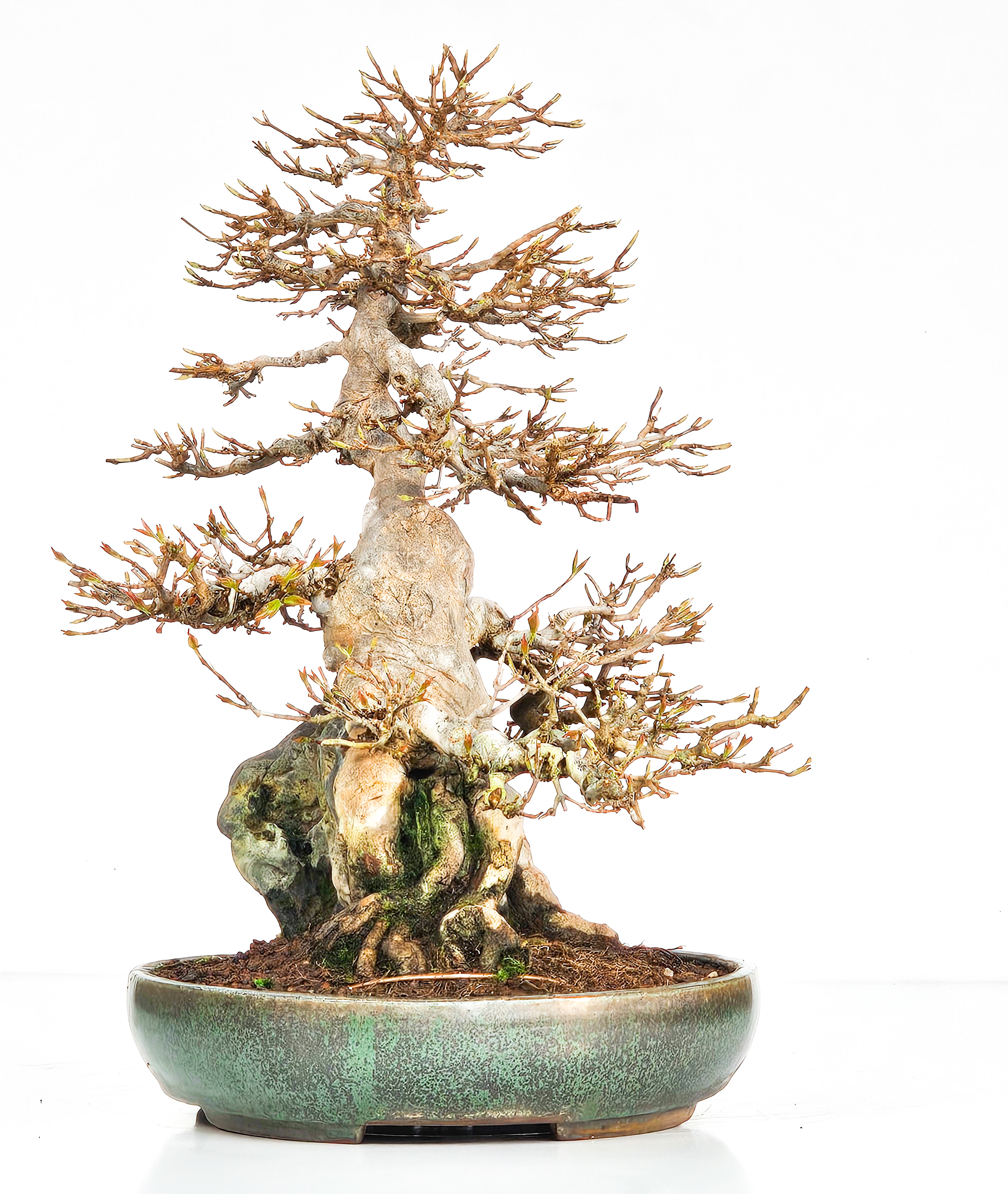 Bonsai Dreispitzahorn über Stein Ishizuki  - Acer buergerianum 37cm
