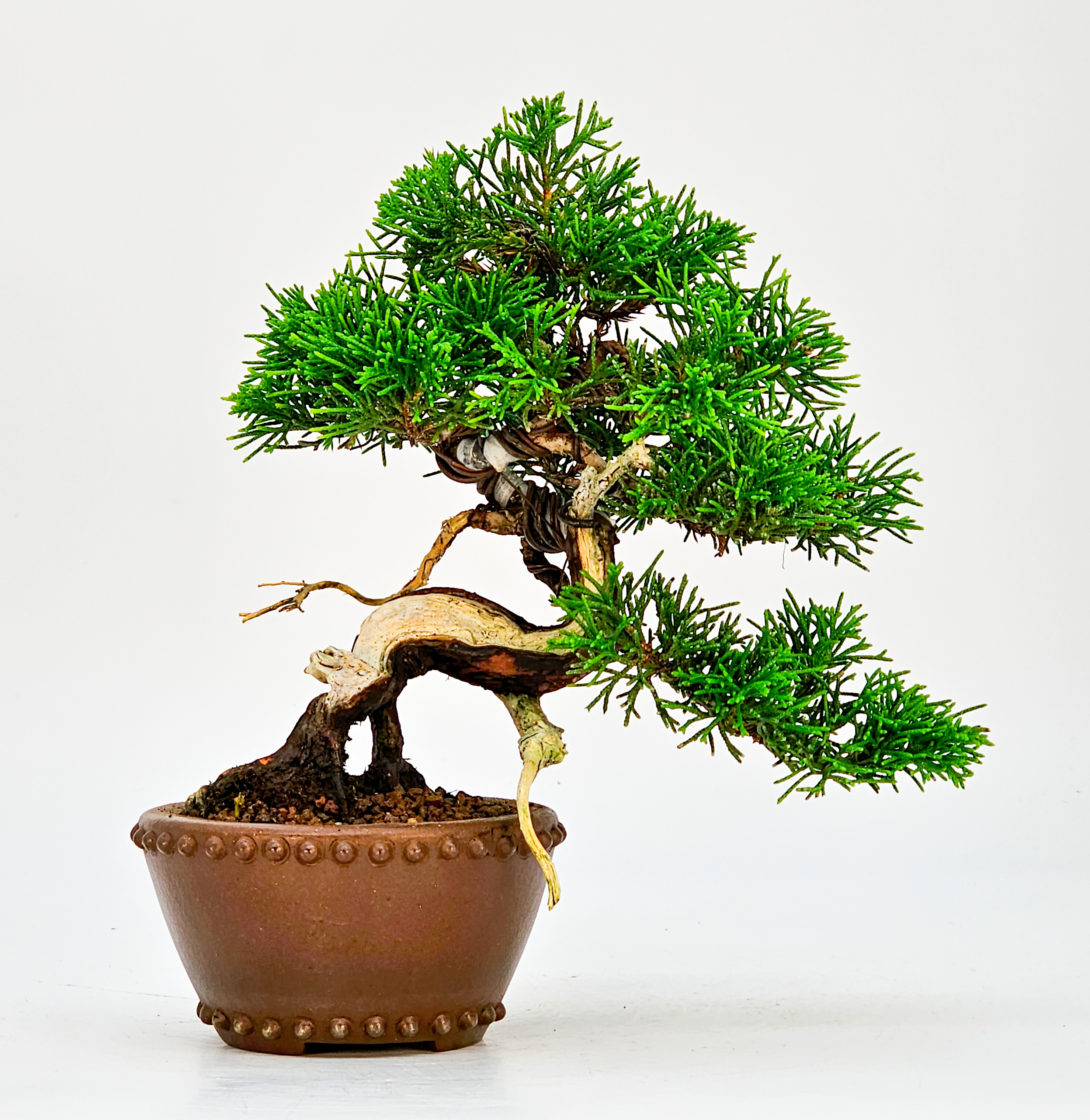 Bonsai Wacholder Juniperus Itoigawa Shohin 14cm