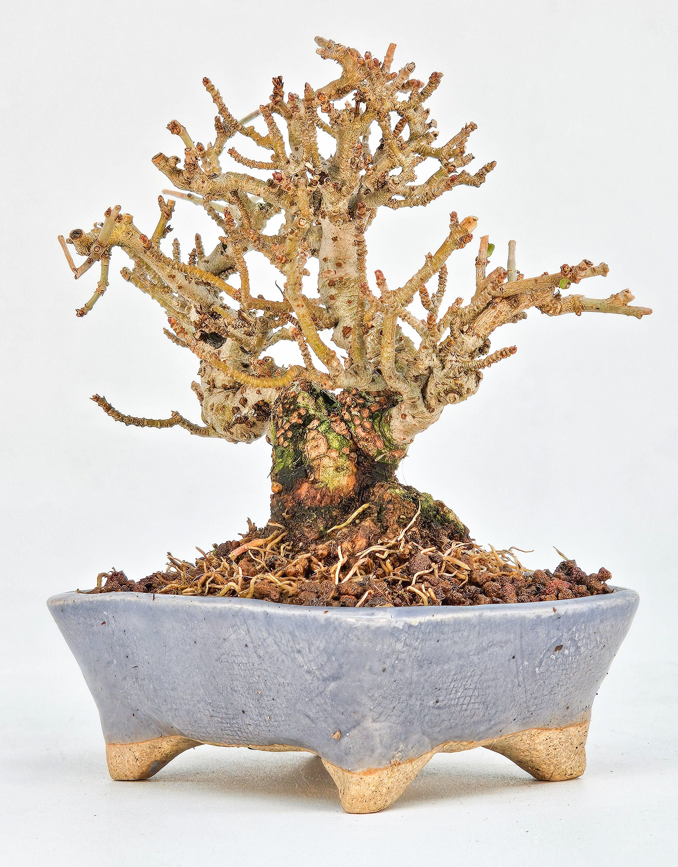 Bonsai Japanischer Liguster - Ligustrum japonicum Shohin 8cm