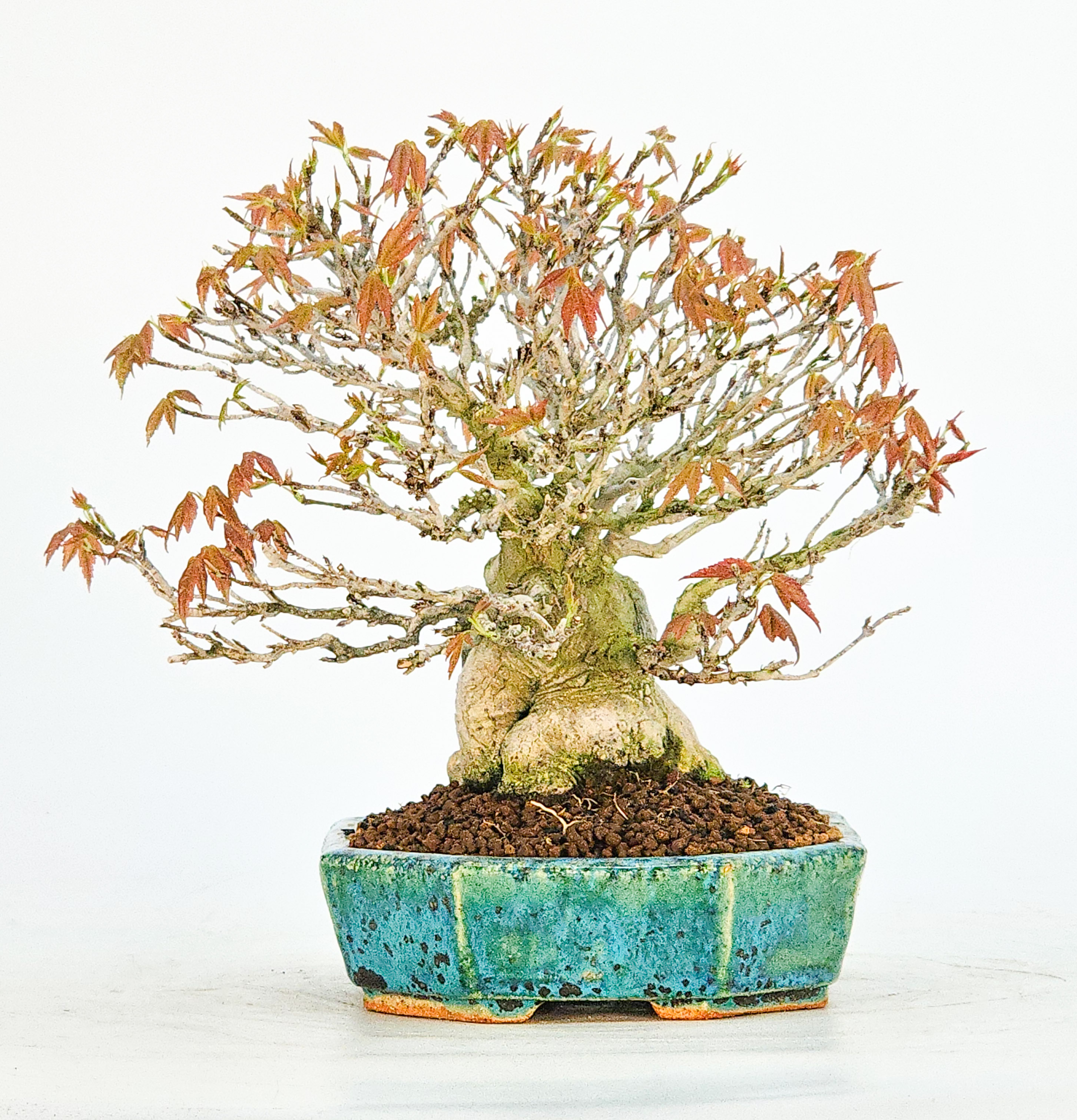 Bonsai Premium Dreispitzahorn - Acer buergerianum Ishizuki Shohin 14,5cm 