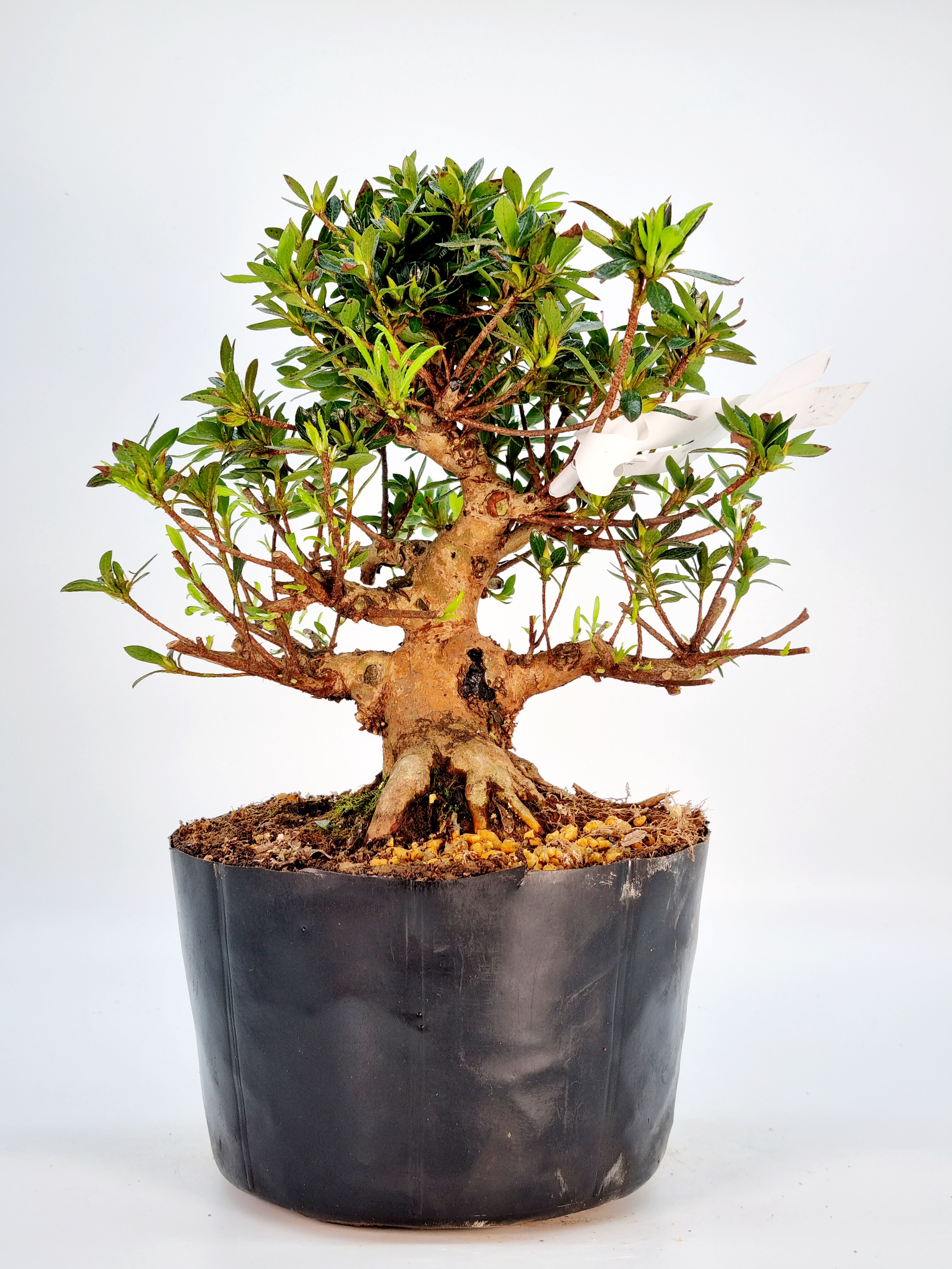 Bonsai Azalee Rhododendron indicum - Chinzan - Shohin 21cm
